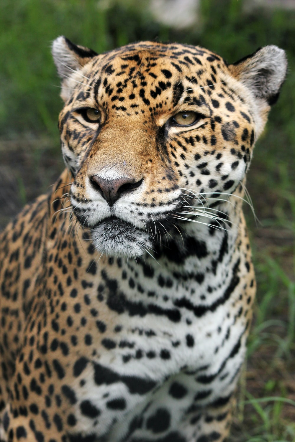 Jaguar Wallpapers