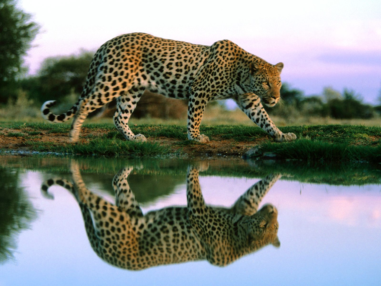 Jaguar Wallpapers