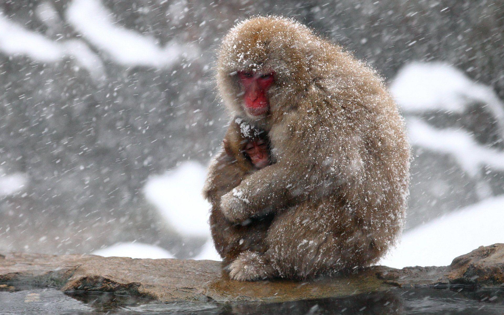 Japanese Macaque Wallpapers