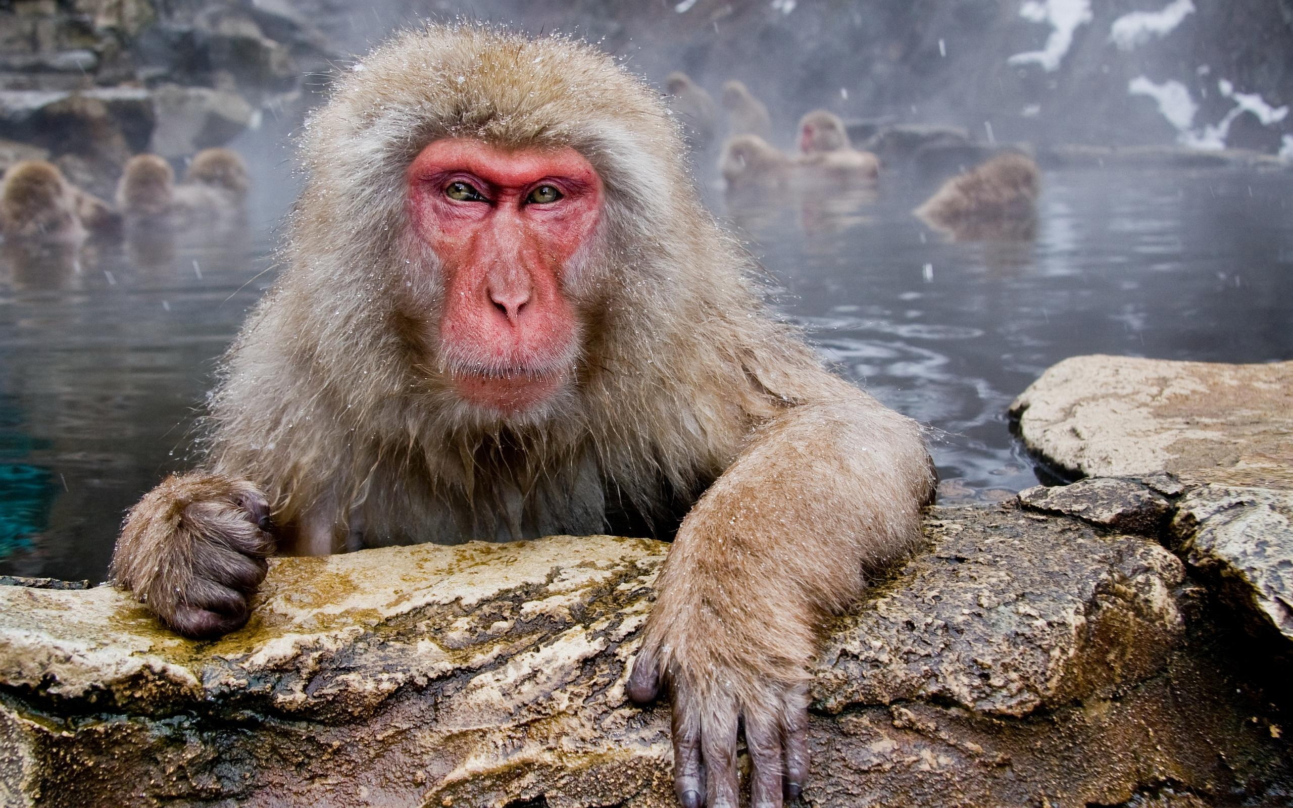 Japanese Macaque Wallpapers