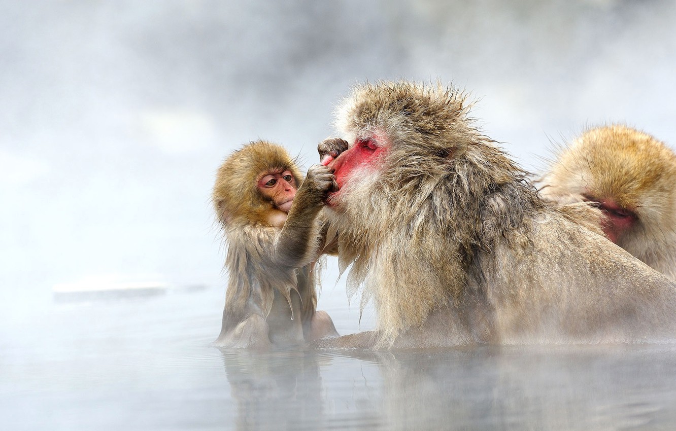 Japanese Macaque Wallpapers