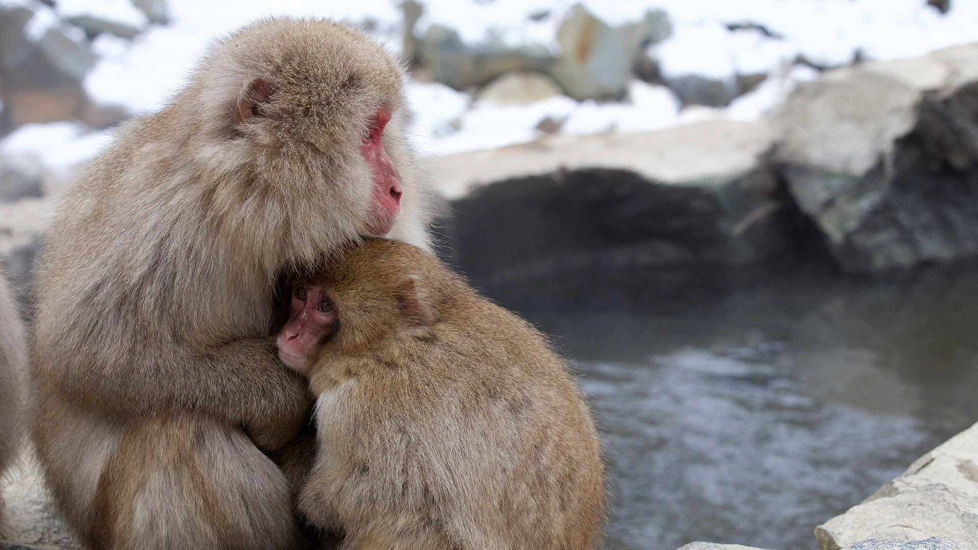 Japanese Macaque Wallpapers