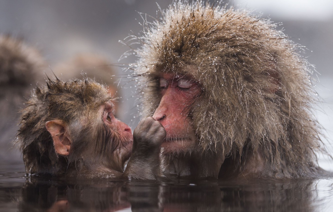 Japanese Macaque Wallpapers