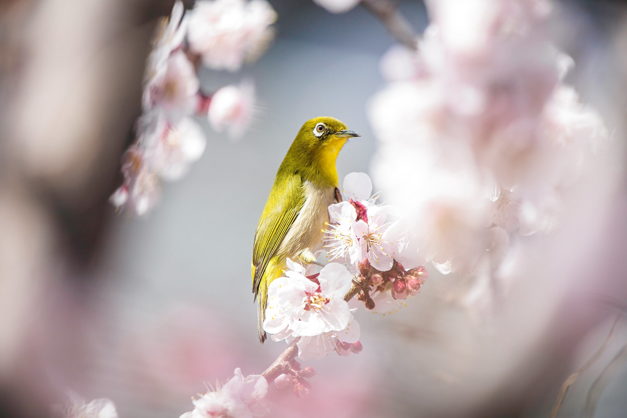 Japanese White-Eye Wallpapers