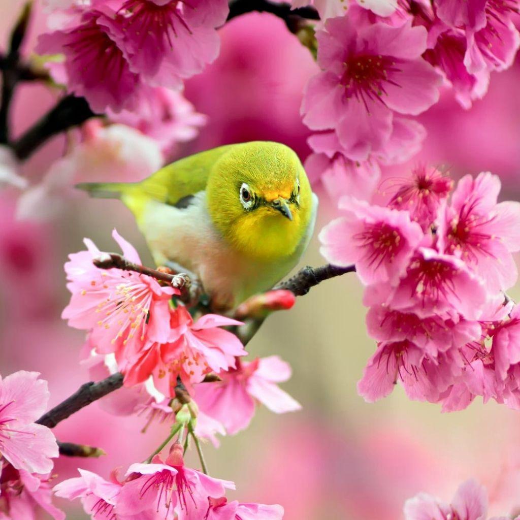 Japanese White-Eye Wallpapers