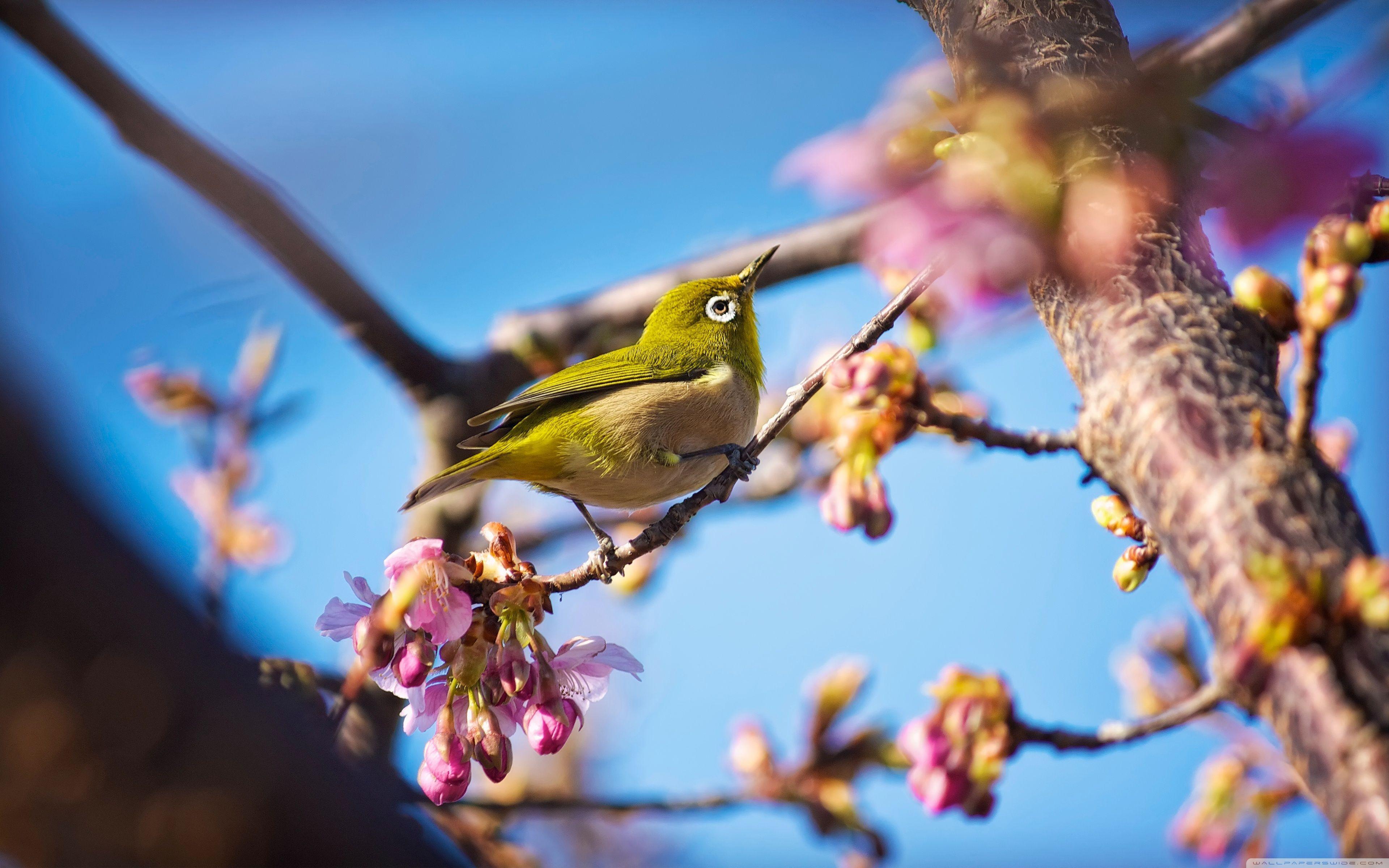 Japanese White-Eye Wallpapers