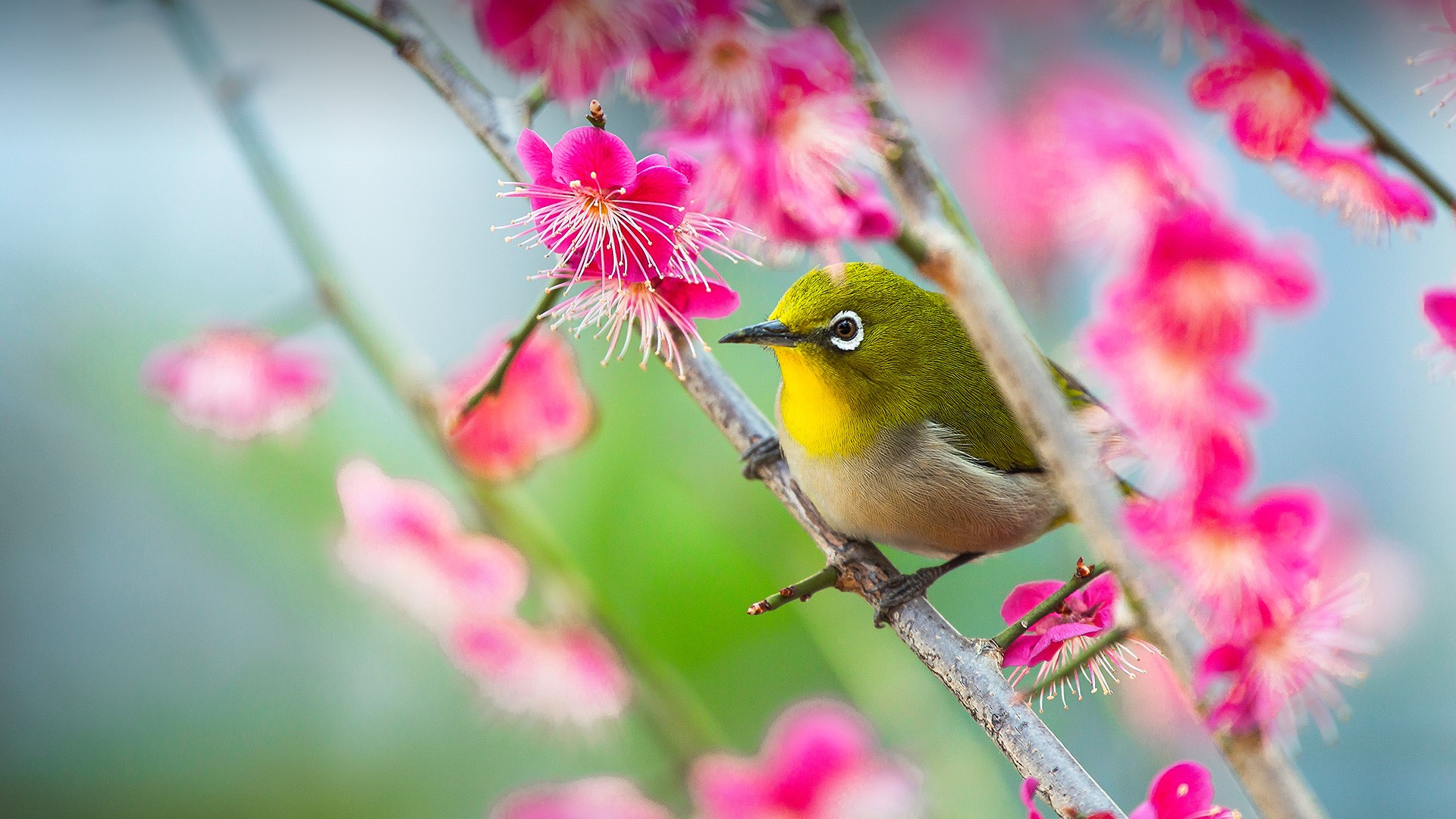 Japanese White-Eye Wallpapers