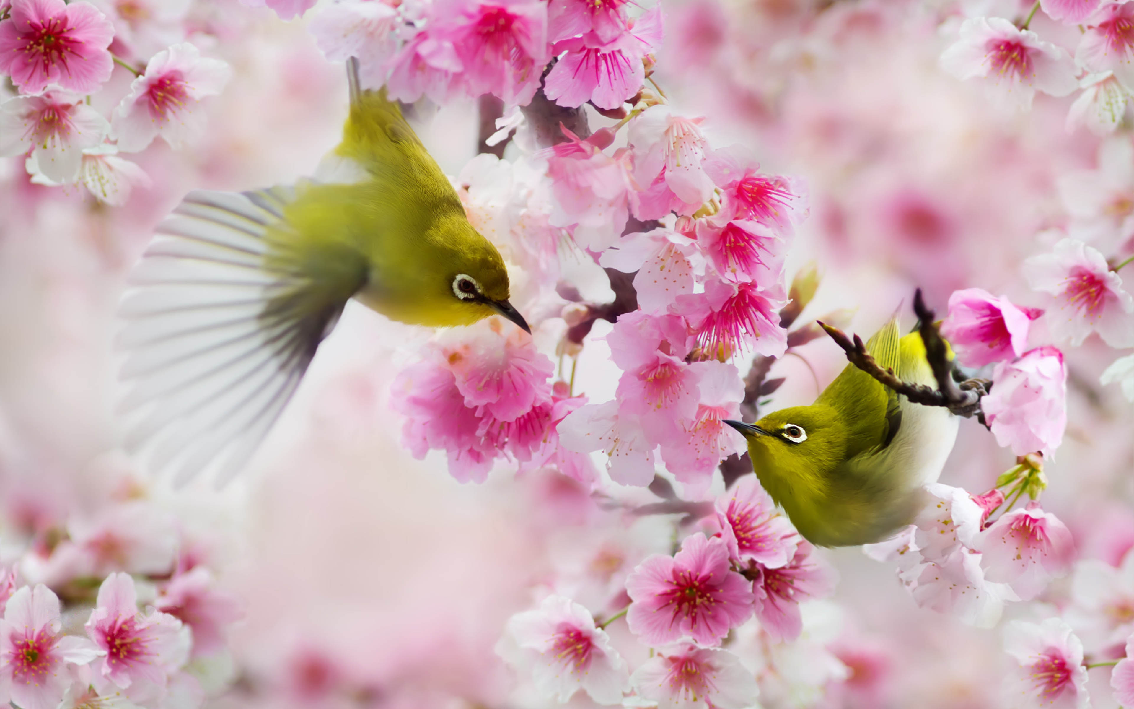 Japanese White-Eye Wallpapers