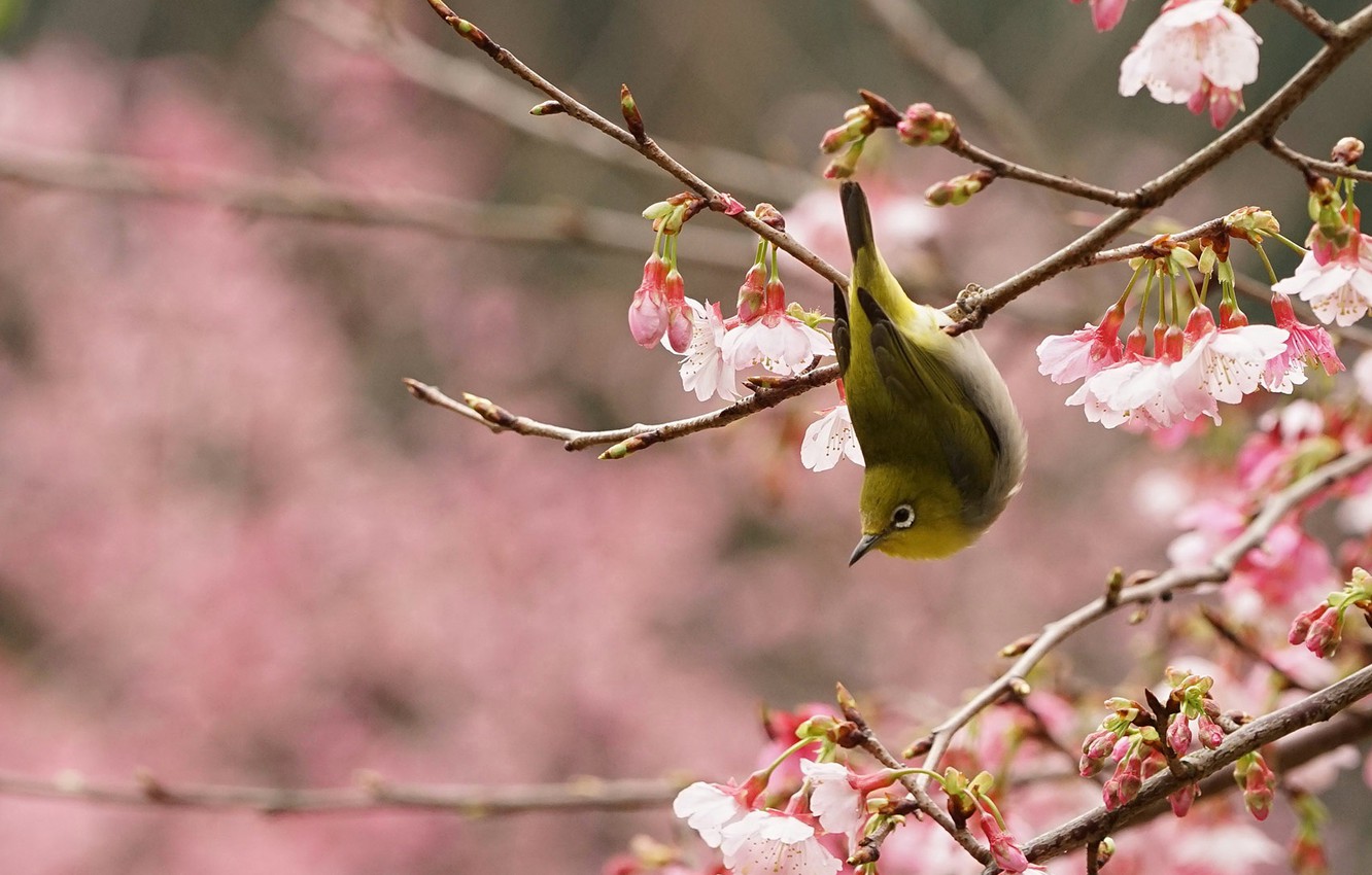 Japanese White-Eye Wallpapers