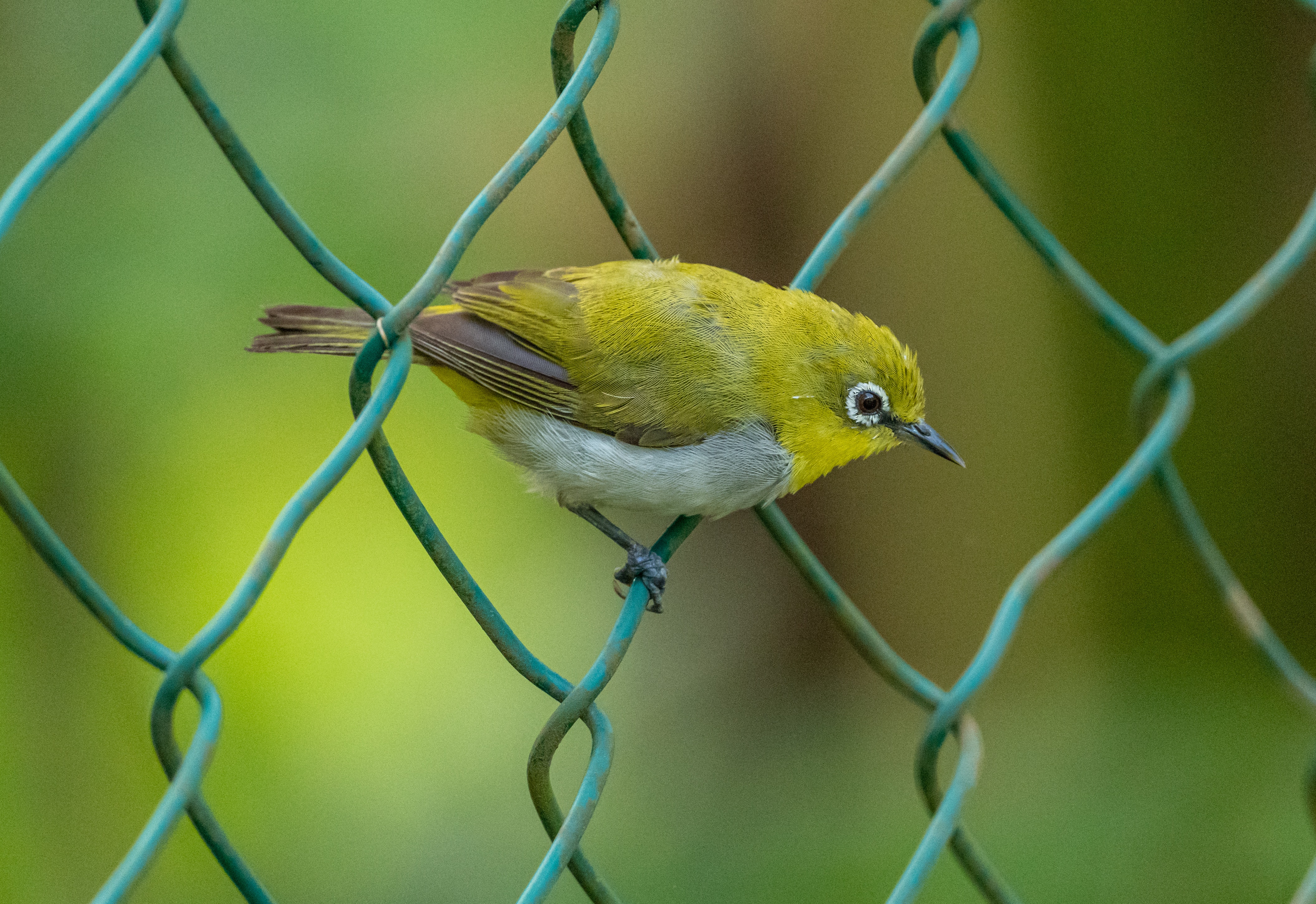 Japanese White-Eye Wallpapers