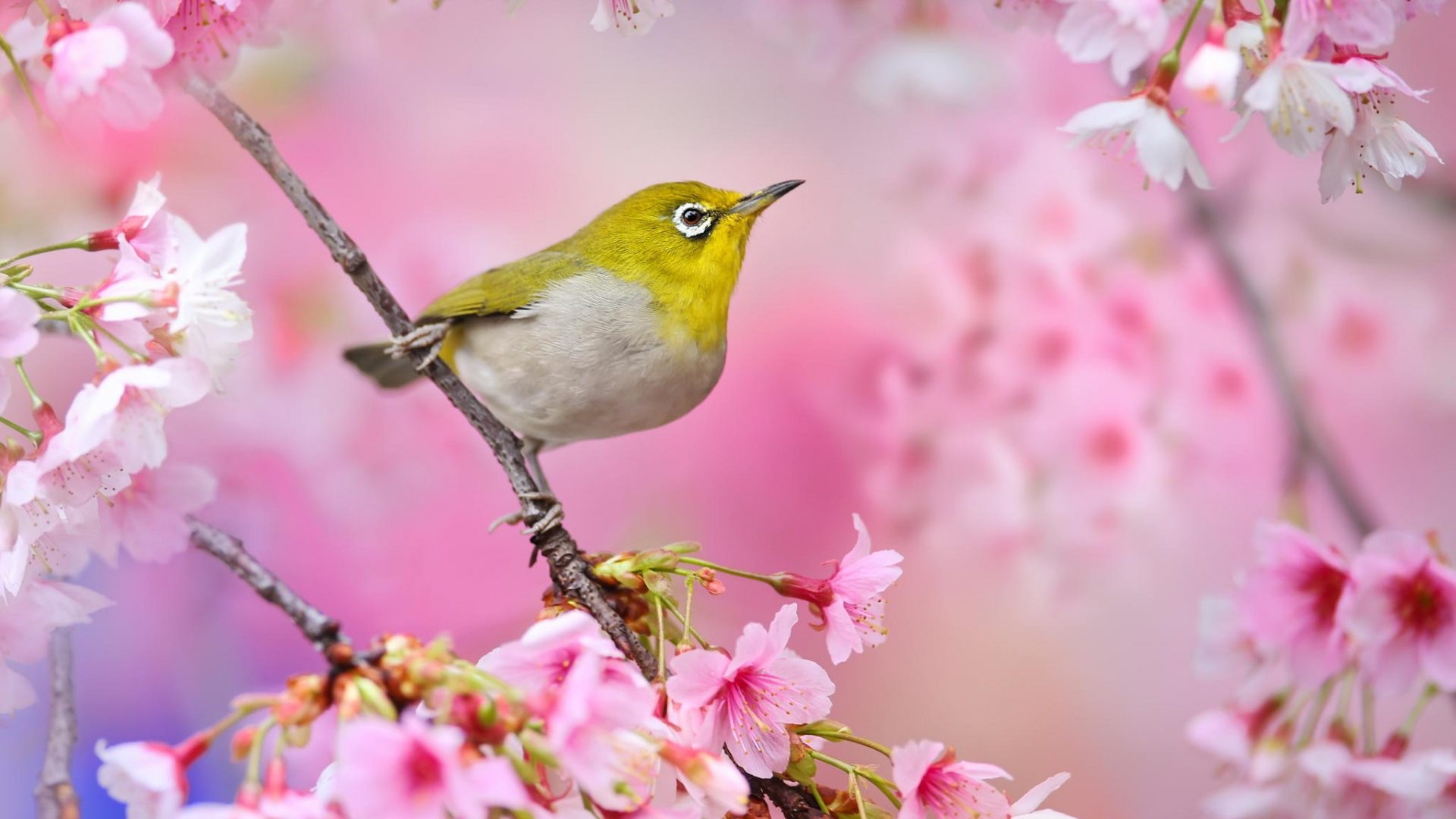 Japanese White-Eye Wallpapers