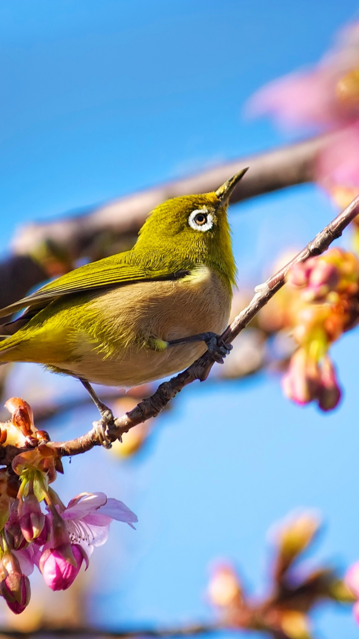 Japanese White-Eye Wallpapers