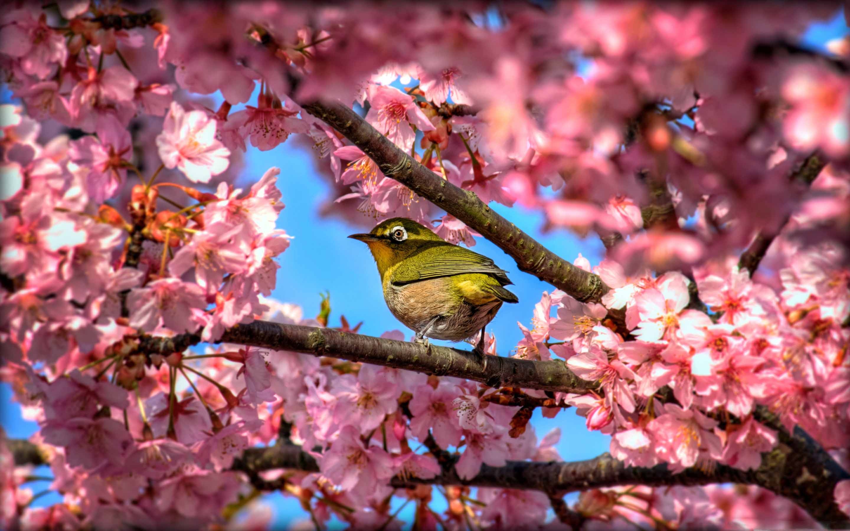 Japanese White-Eye Wallpapers