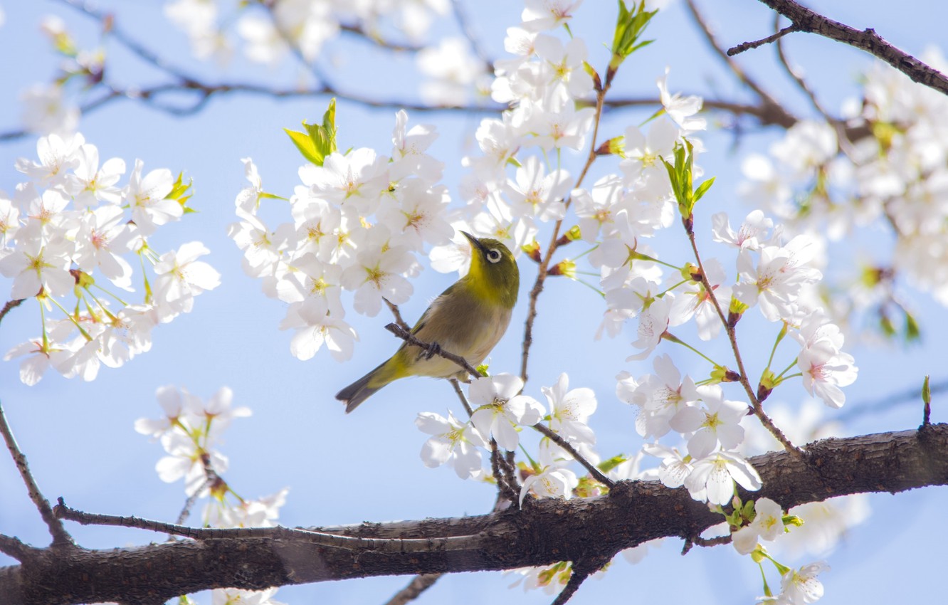 Japanese White-Eye Wallpapers