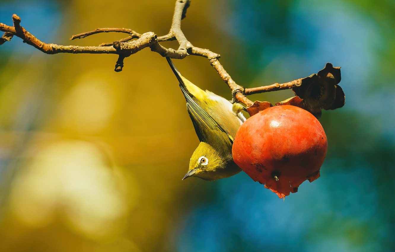 Japanese White-Eye Wallpapers