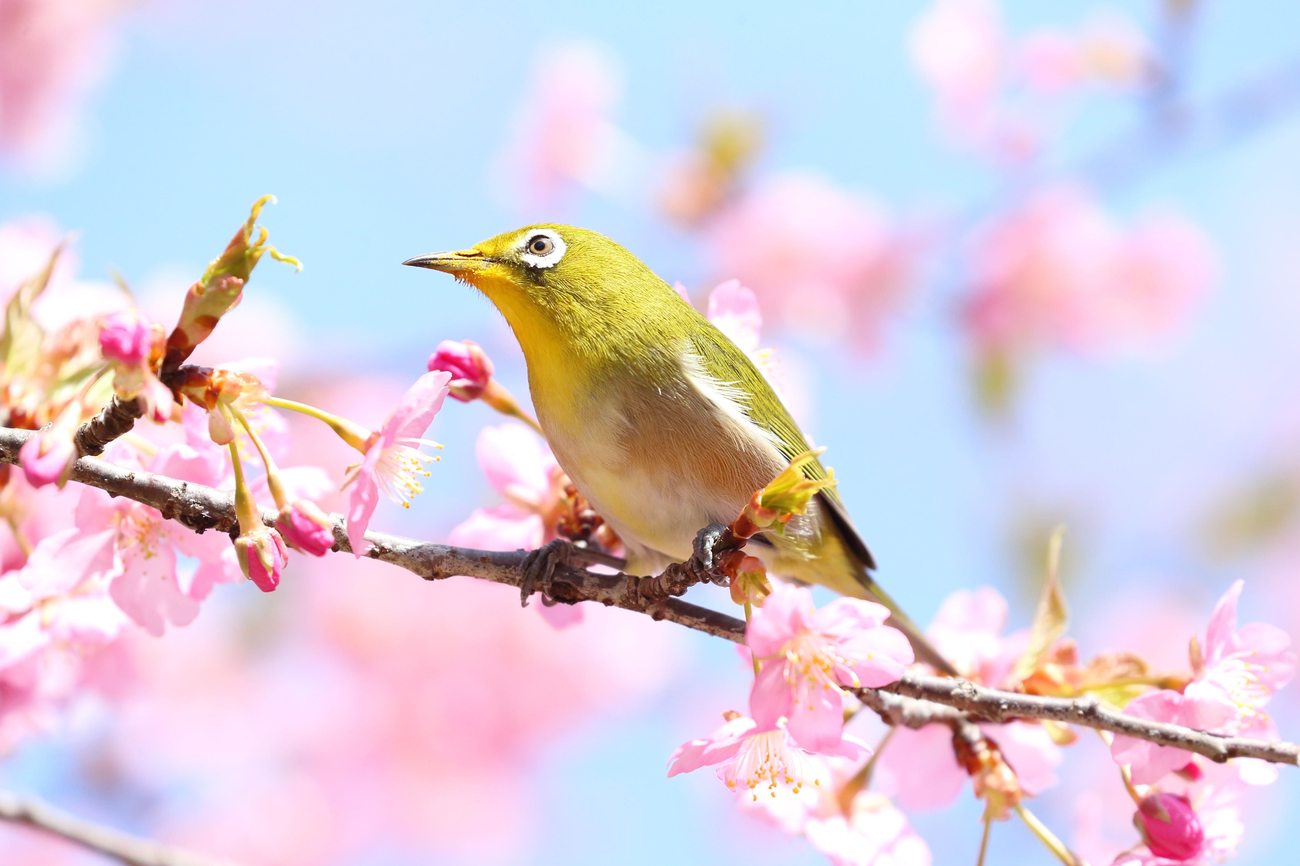 Japanese White-Eye Wallpapers