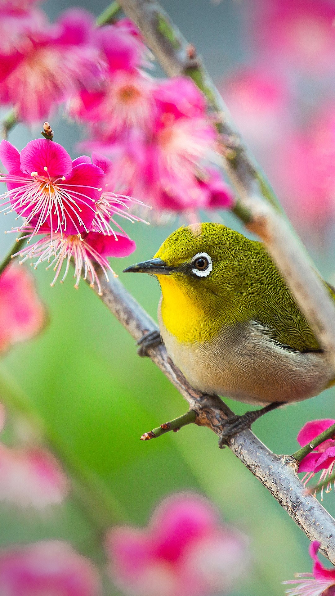 Japanese White-Eye Wallpapers