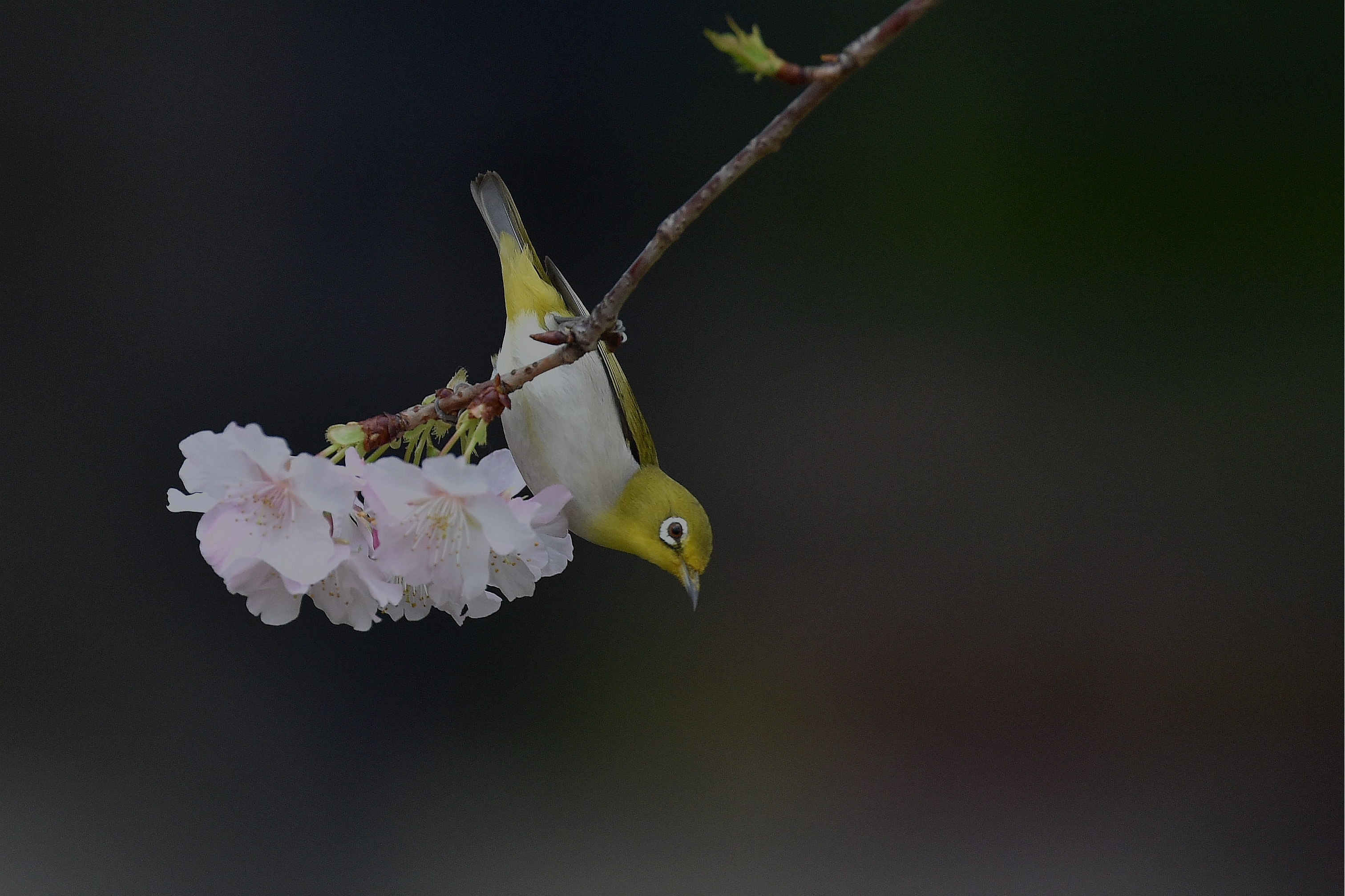 Japanese White-Eye Wallpapers