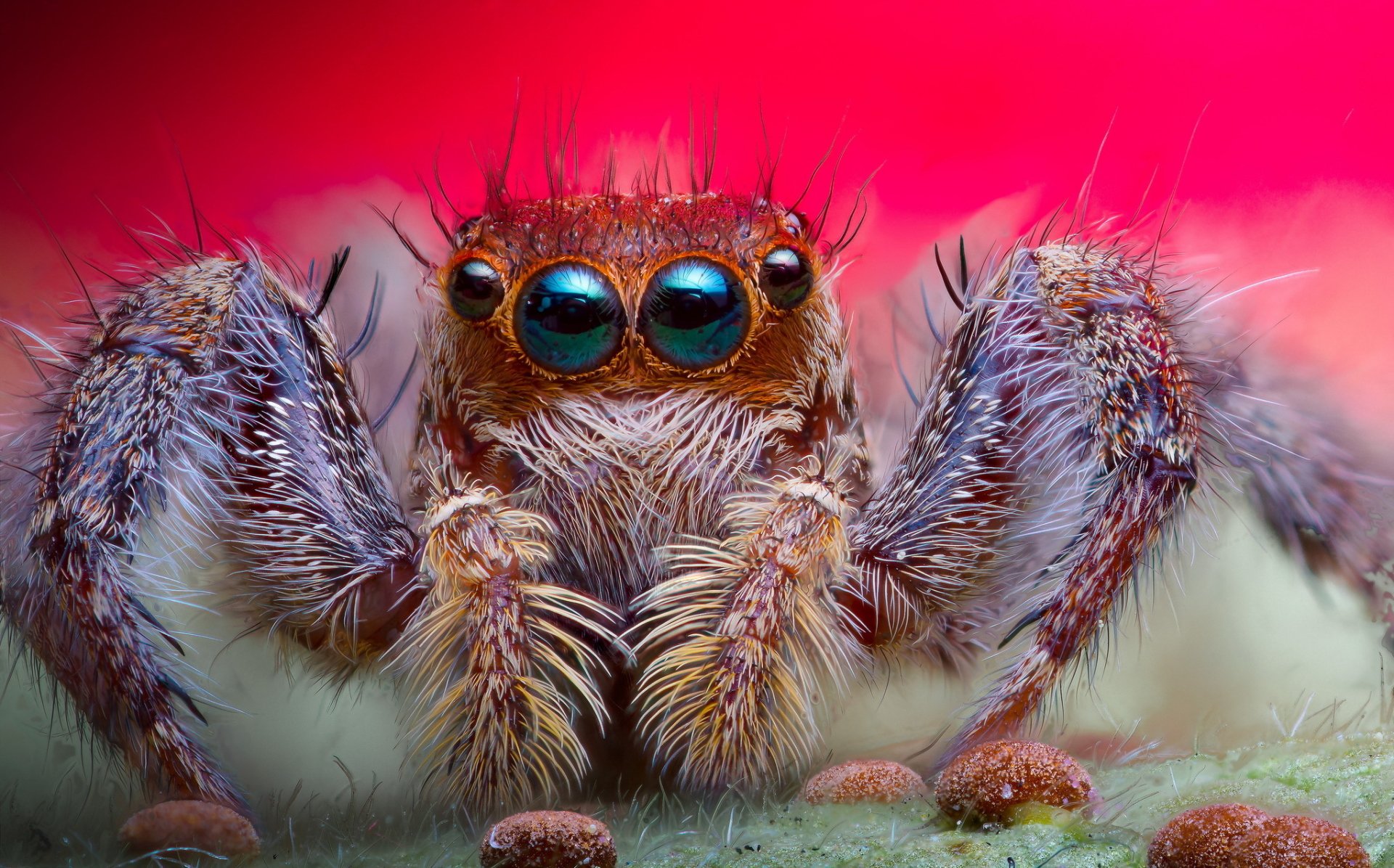 Jumping Spider Wallpapers