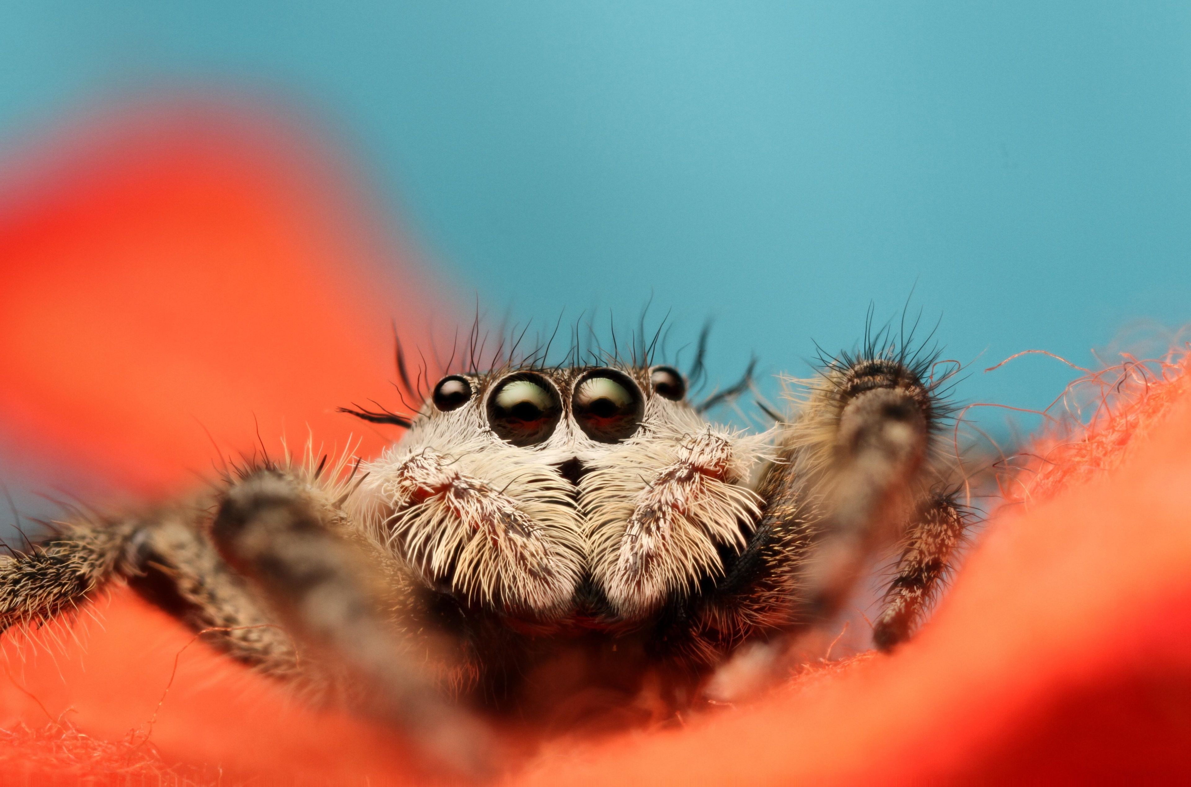 Jumping Spider Wallpapers