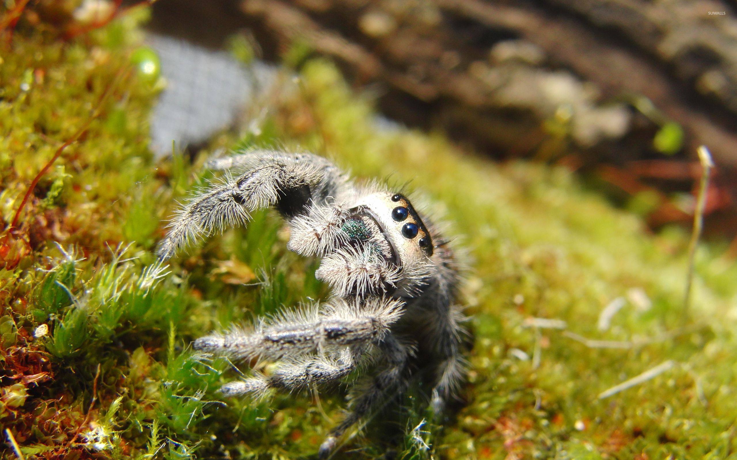 Jumping Spider Wallpapers