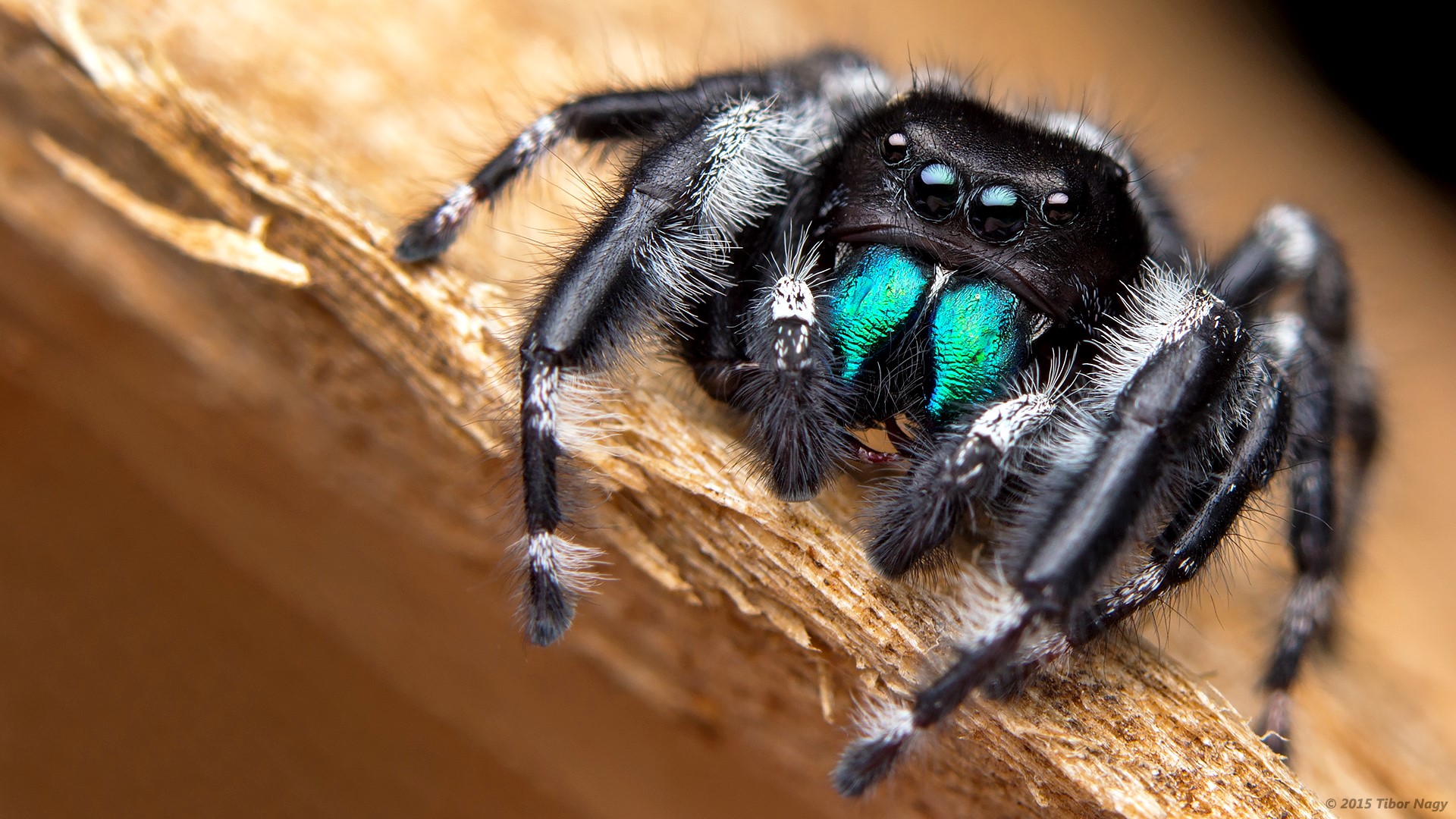 Jumping Spider Wallpapers