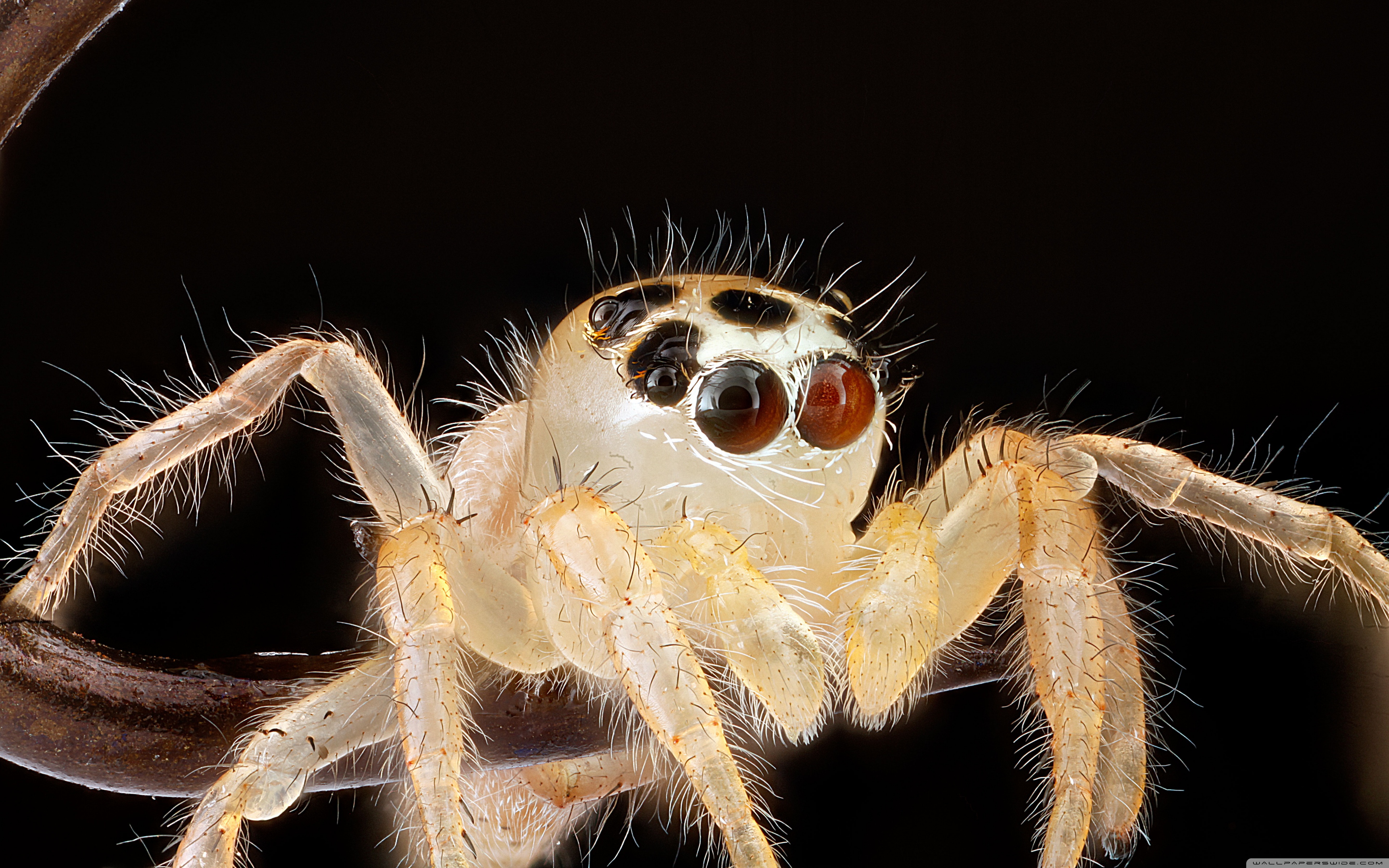 Jumping Spider Wallpapers