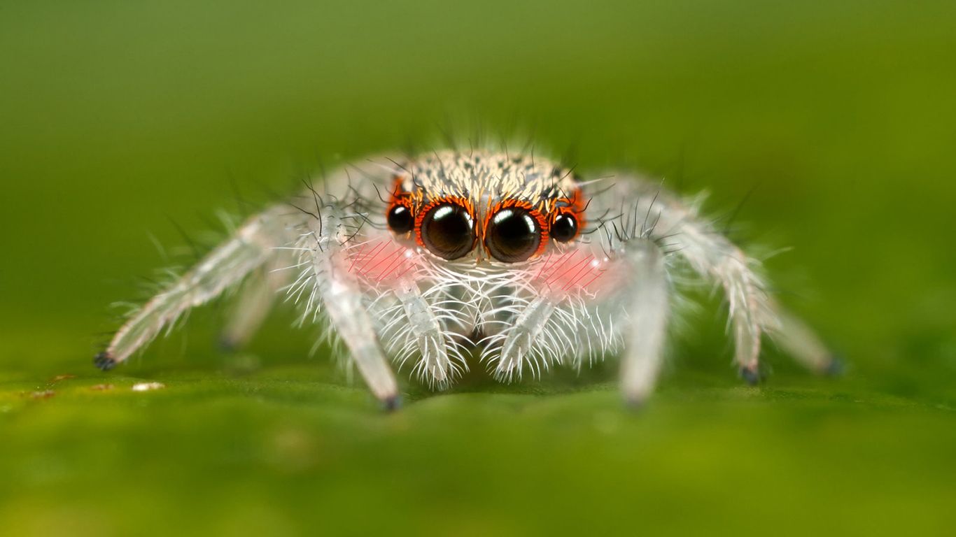 Jumping Spider Wallpapers