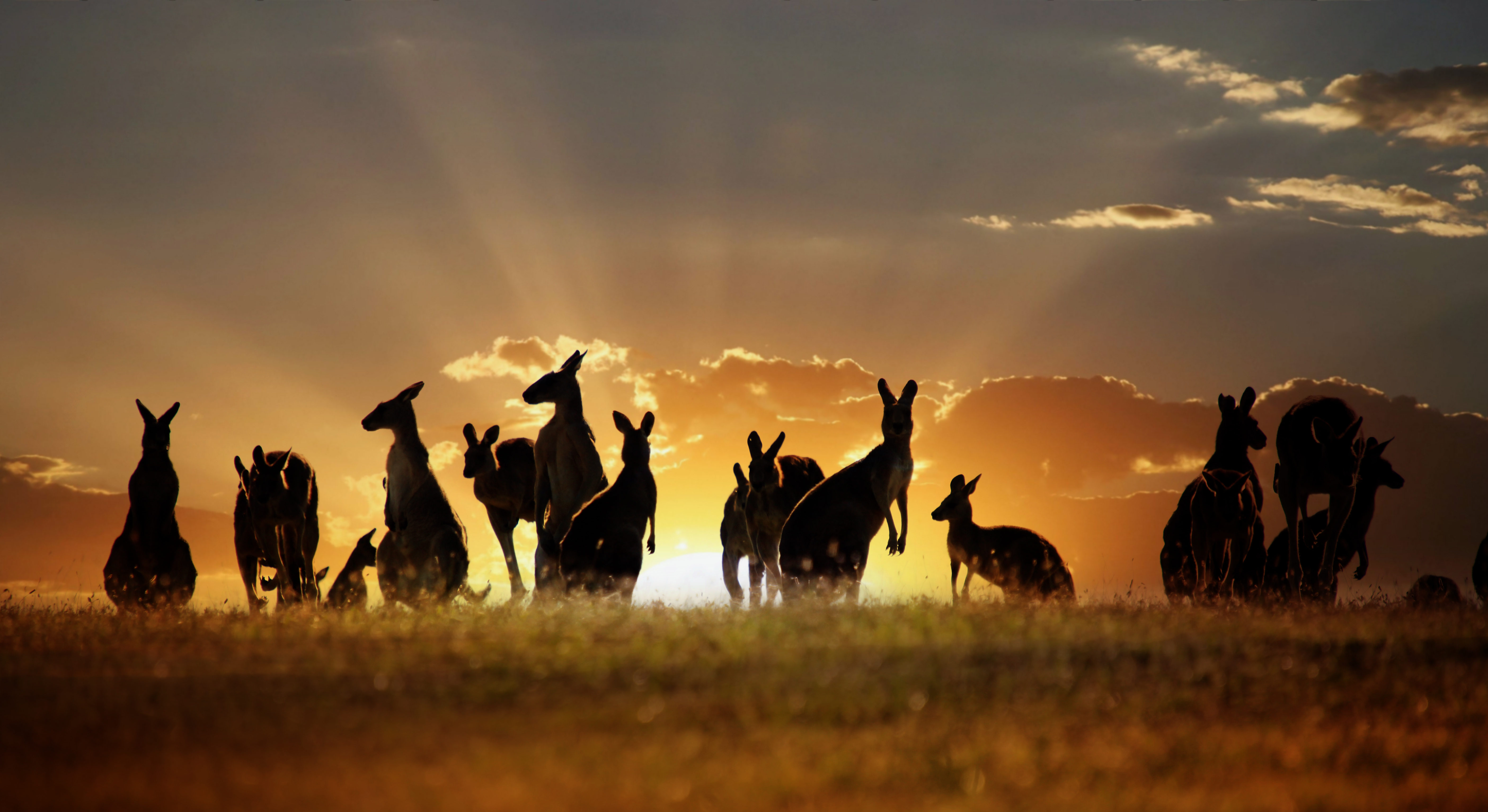 Kangaroo Wallpapers