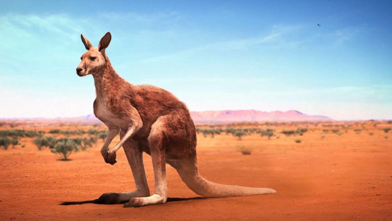 Kangaroo Wallpapers