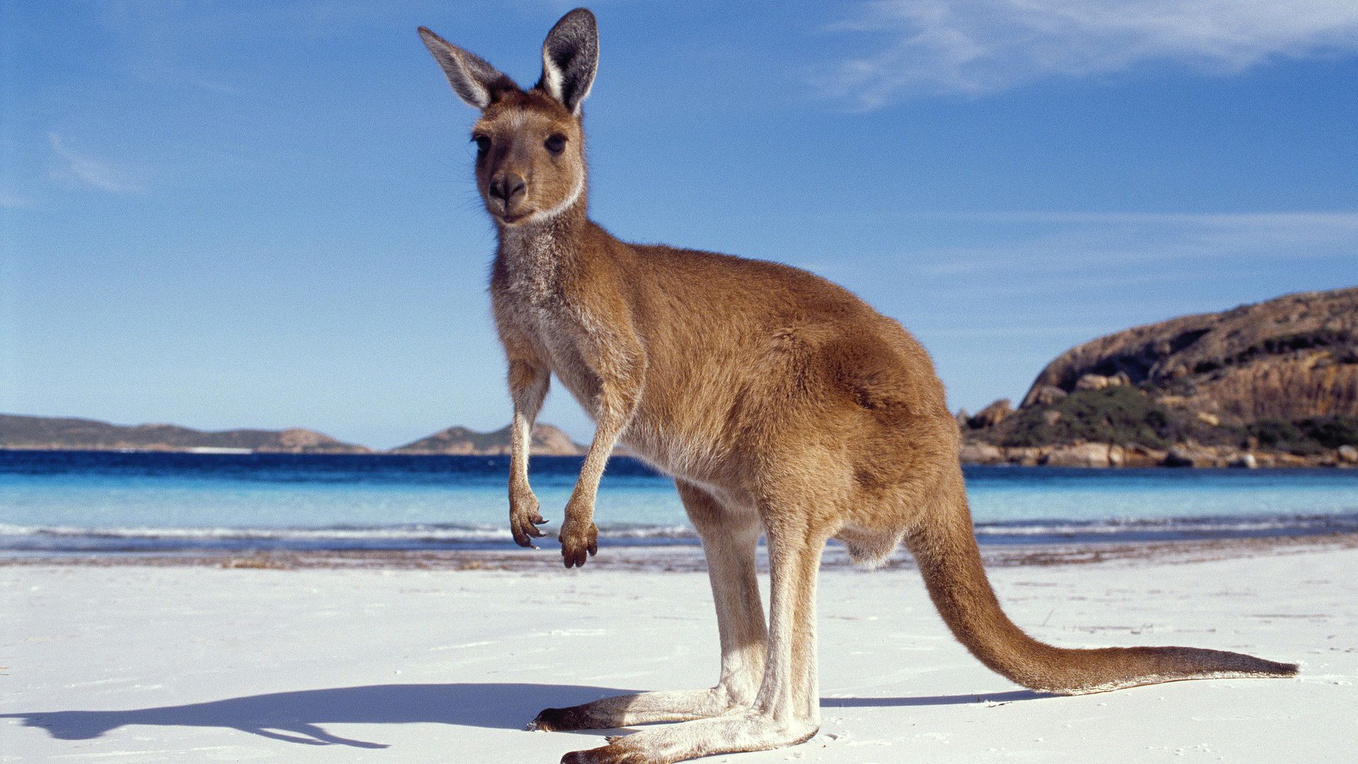 Kangaroo Wallpapers