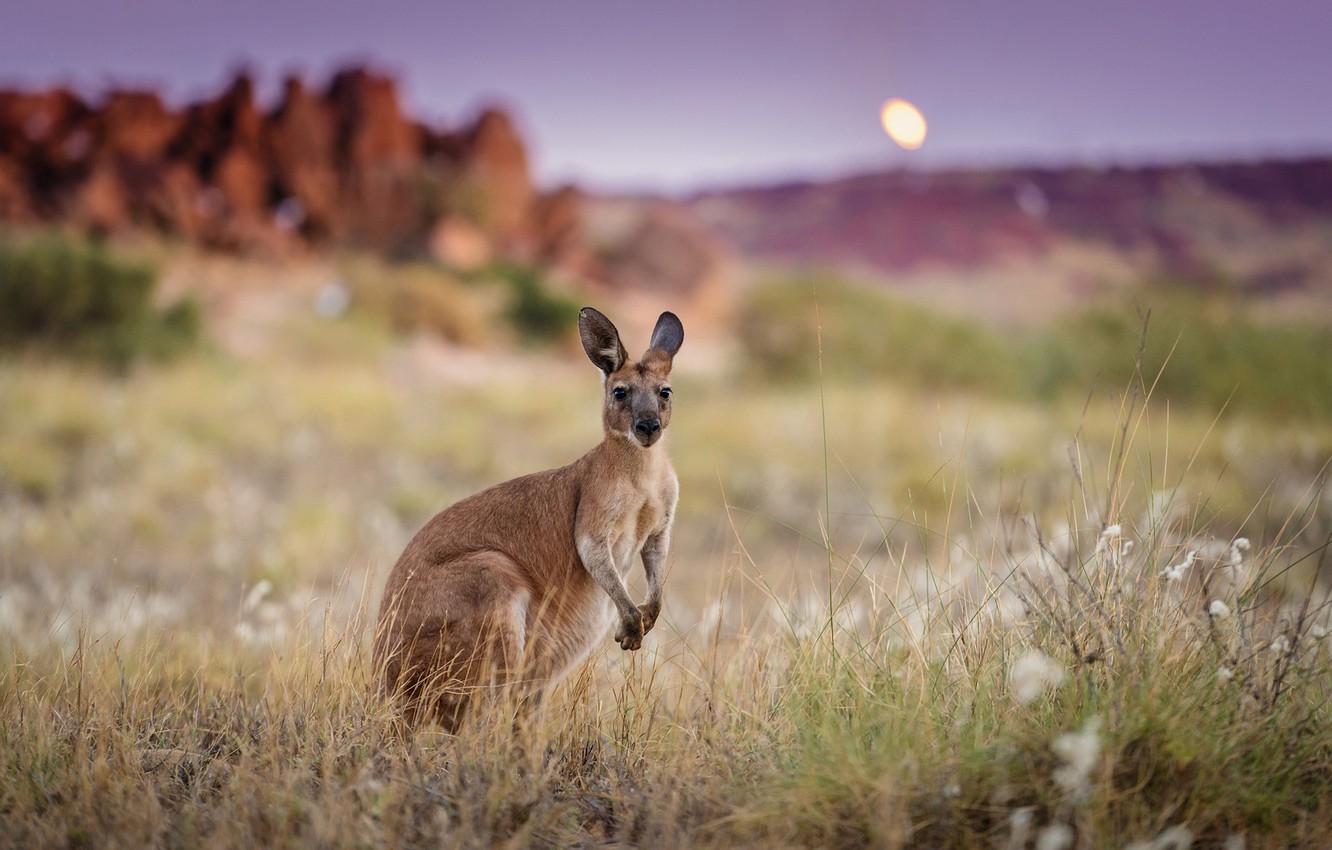 Kangaroo Wallpapers