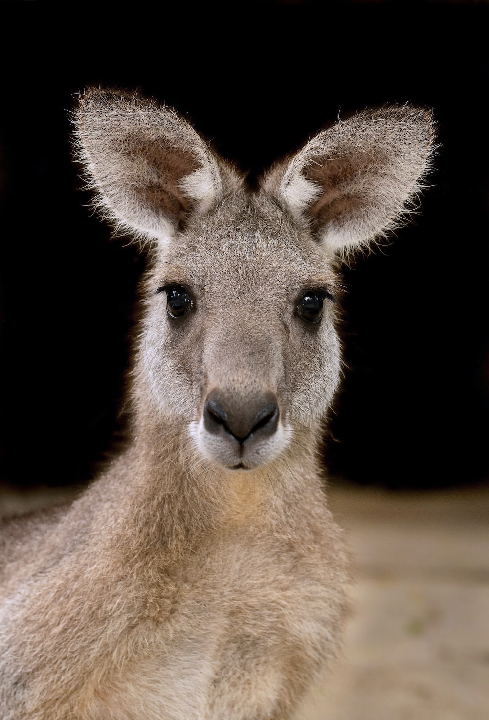 Kangaroo Wallpapers