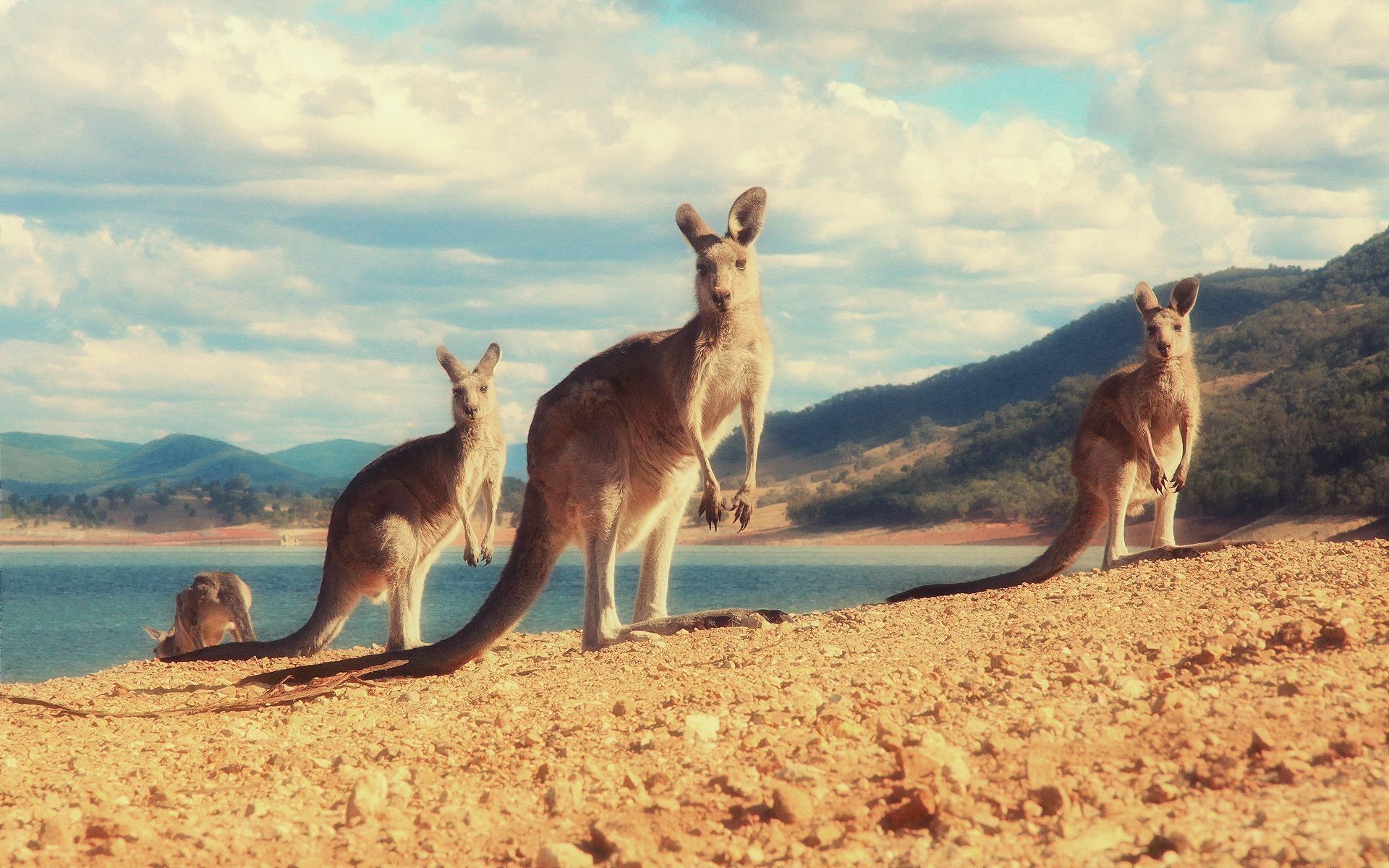 Kangaroo Wallpapers