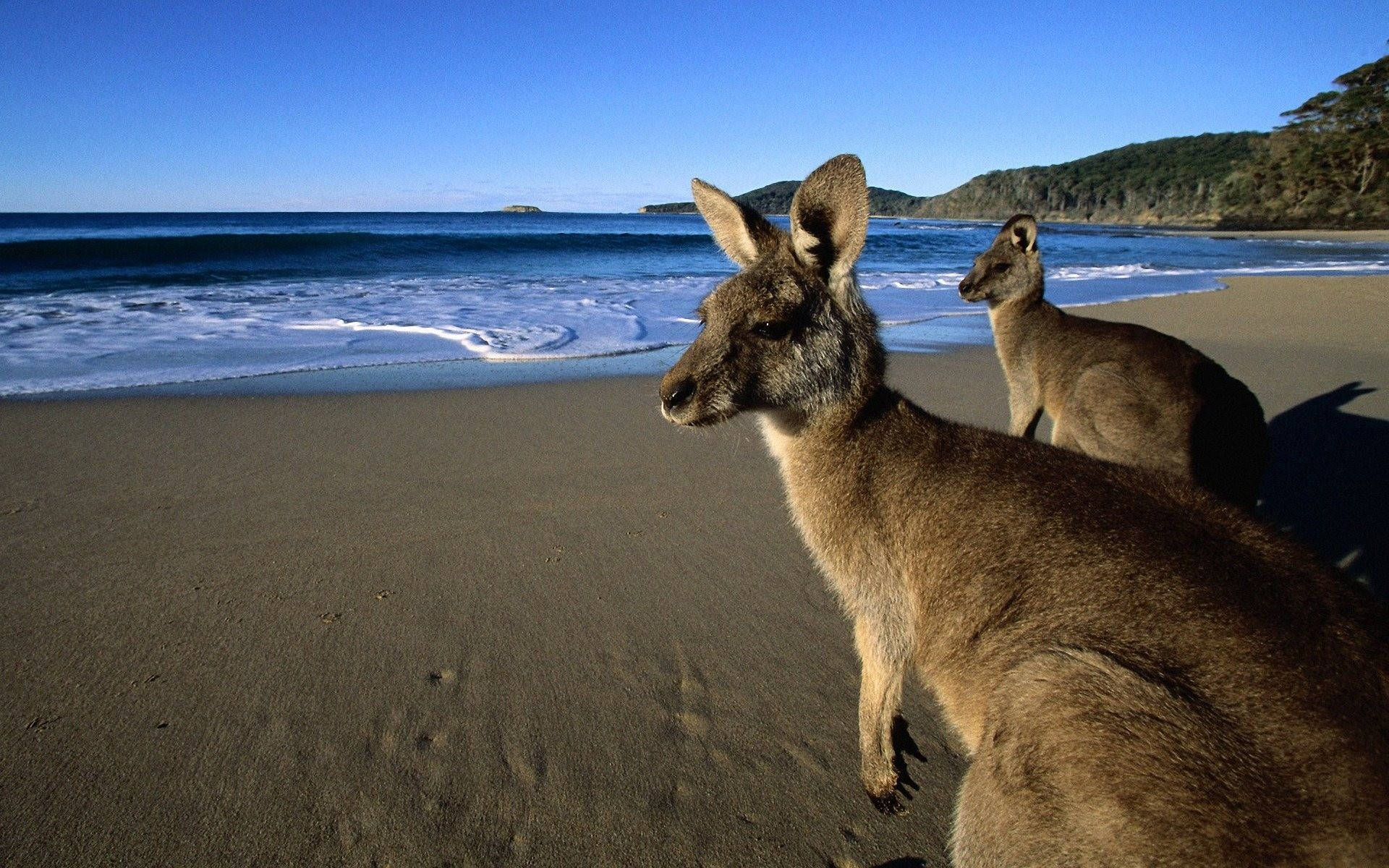 Kangaroo Wallpapers