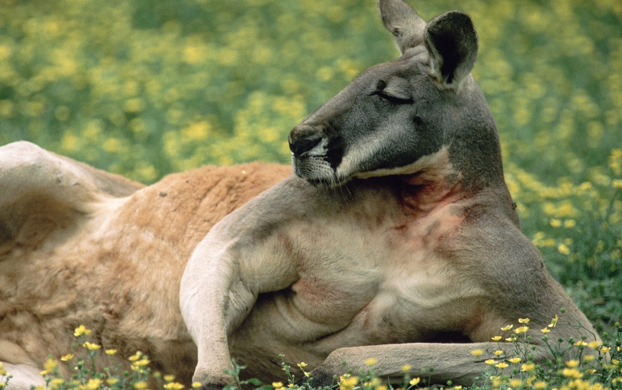 Kangaroo Wallpapers