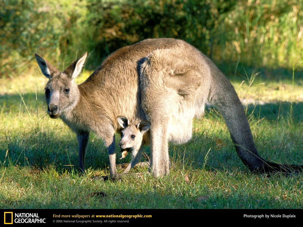 Kangaroo Wallpapers