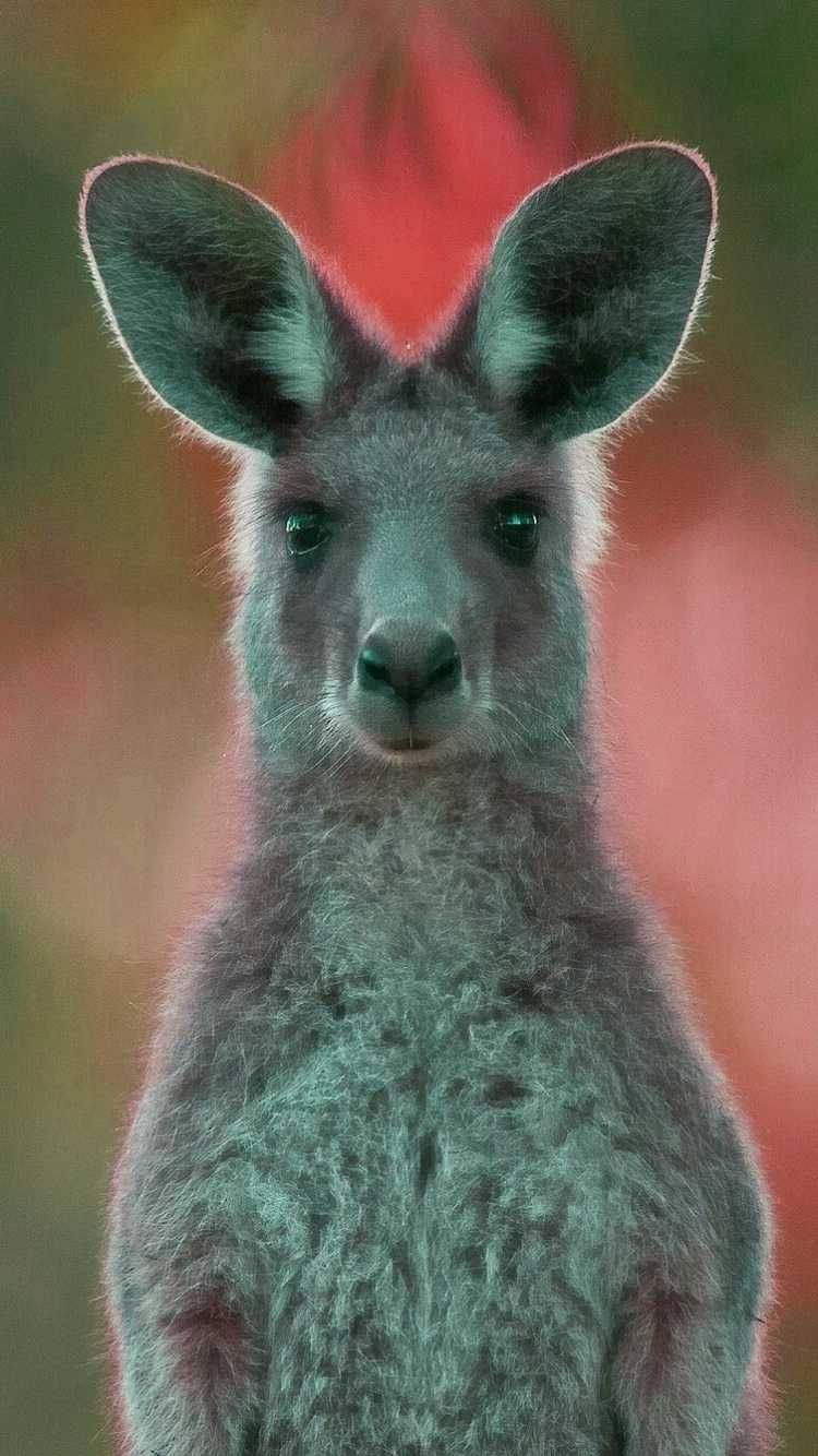 Kangaroo Wallpapers