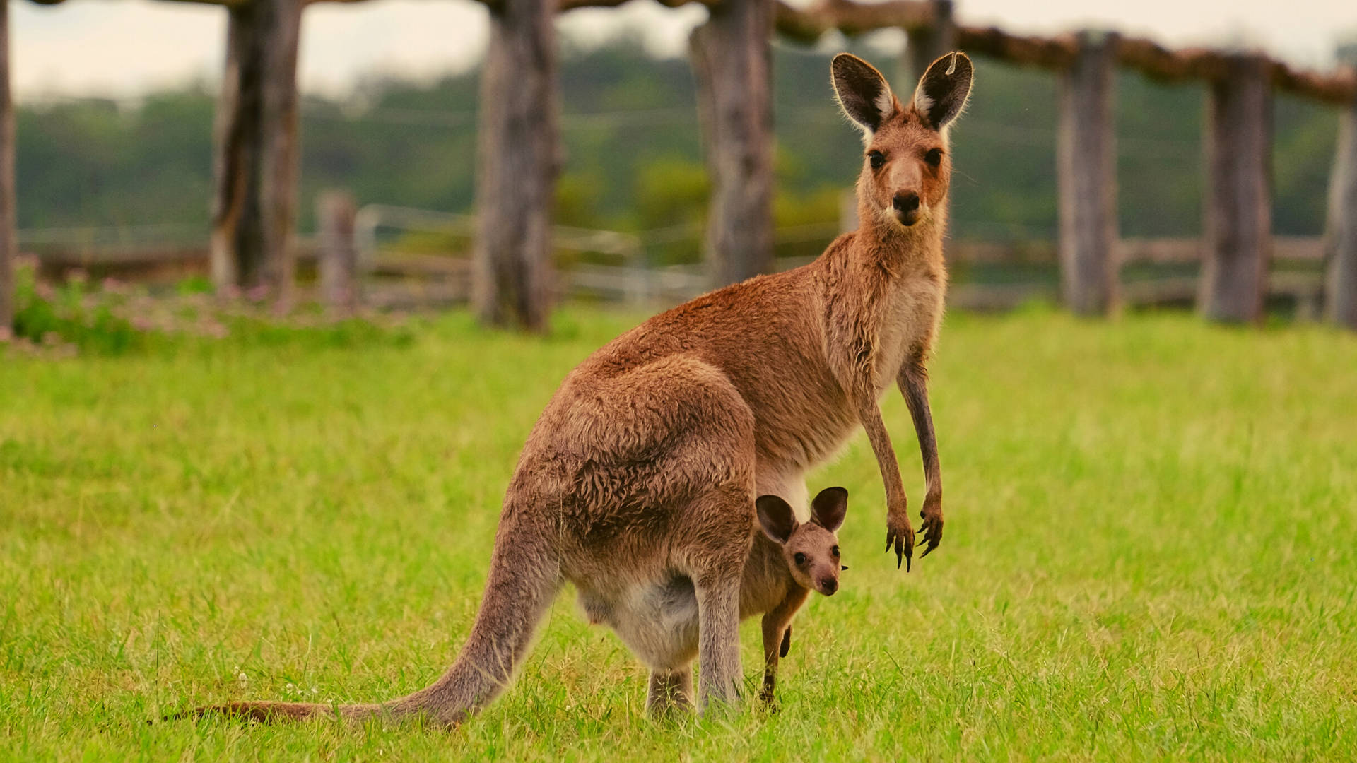 Kangaroo Wallpapers