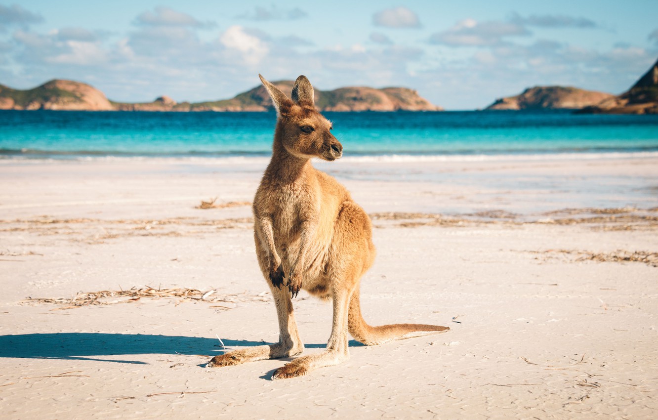 Kangaroo Wallpapers