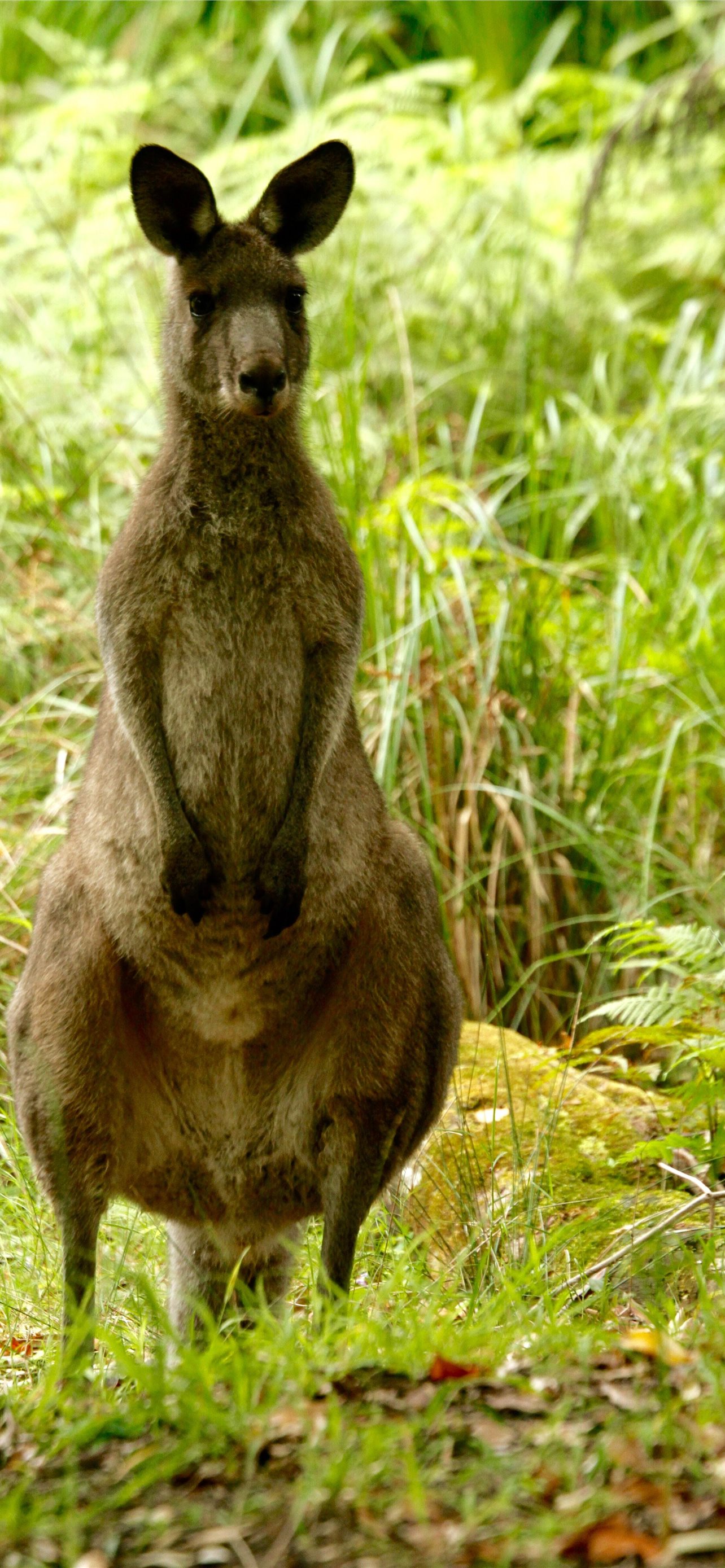 Kangaroo Wallpapers