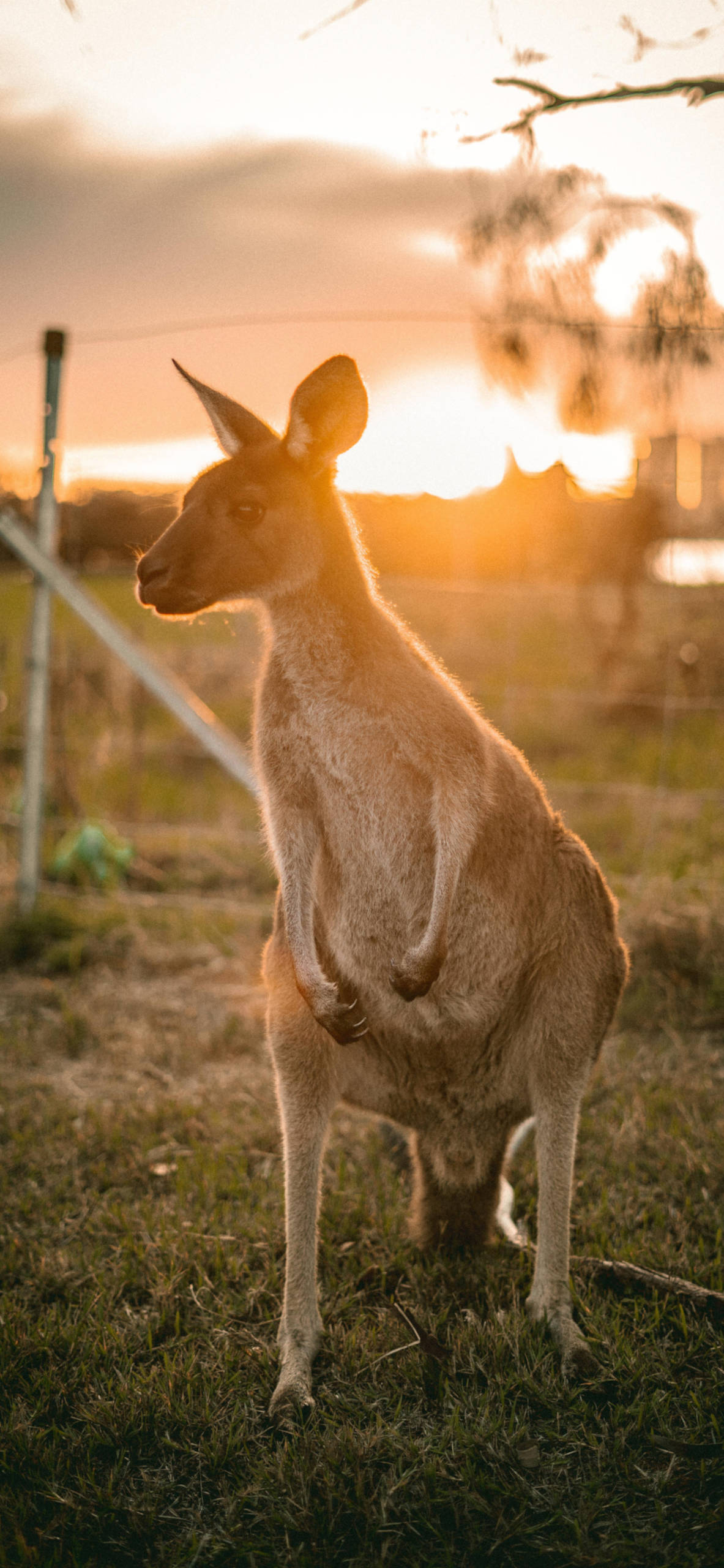 Kangaroo Wallpapers