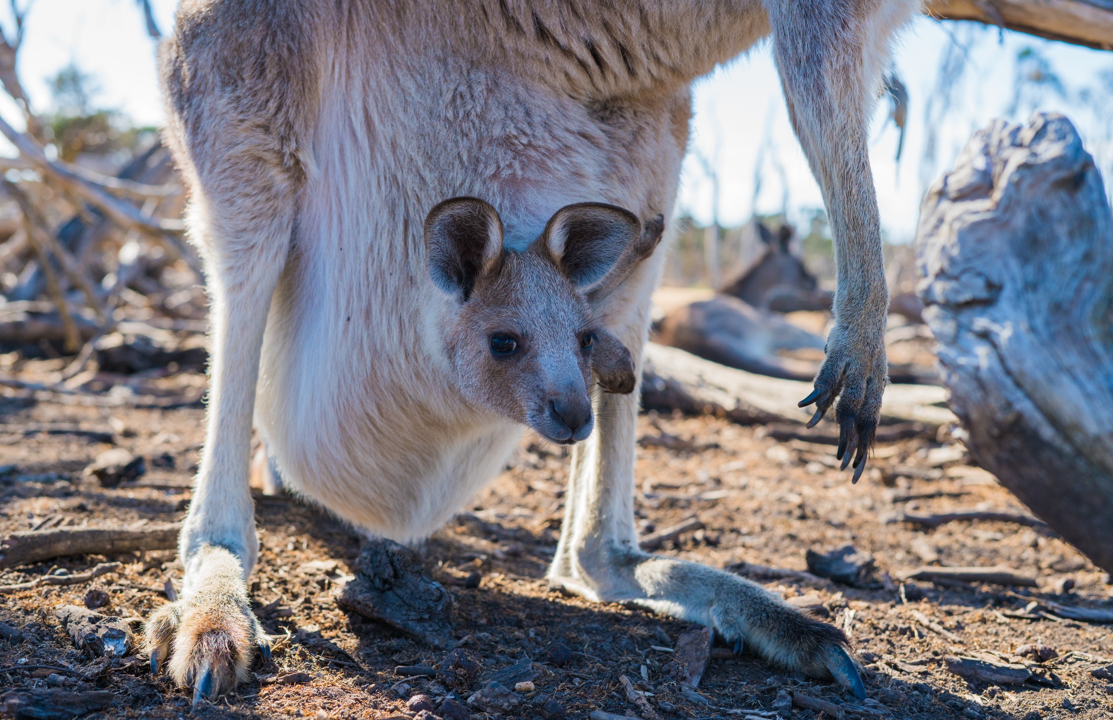 Kangaroo Wallpapers