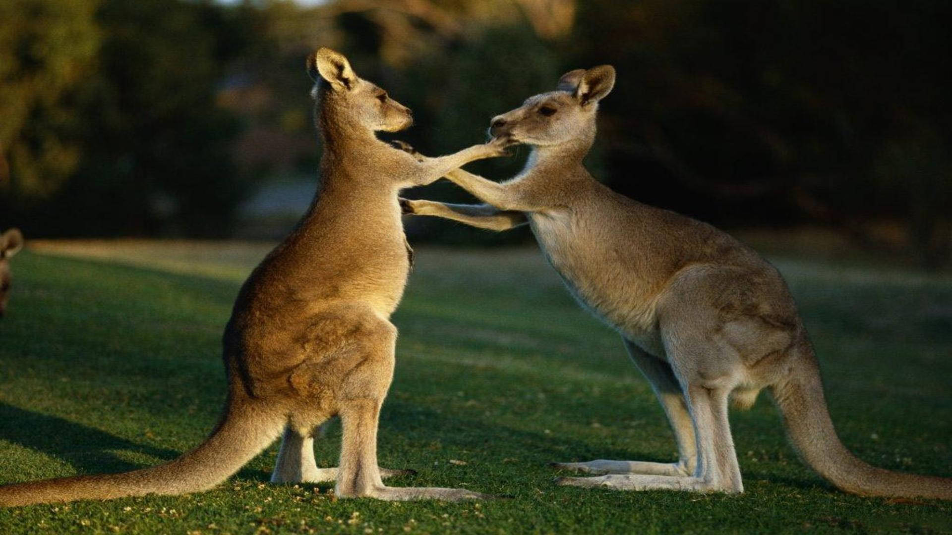 Kangaroo Wallpapers