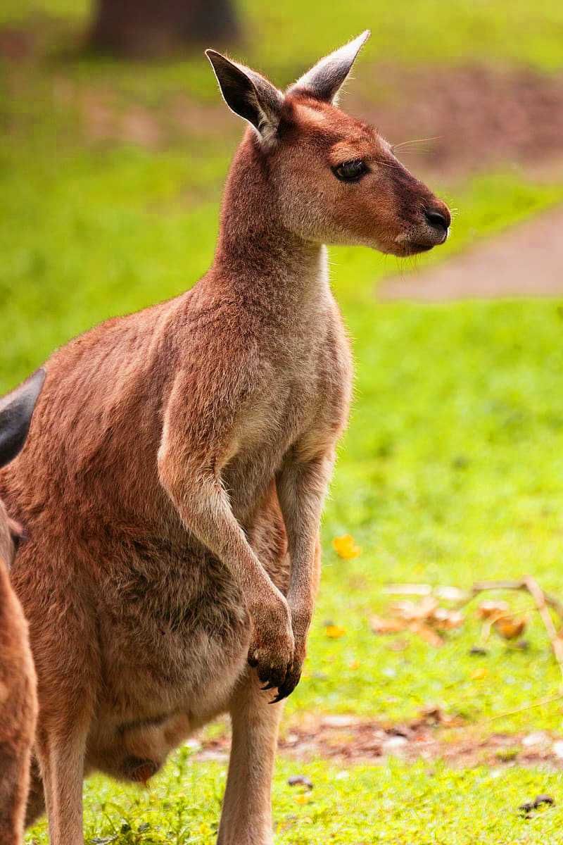 Kangaroo Wallpapers