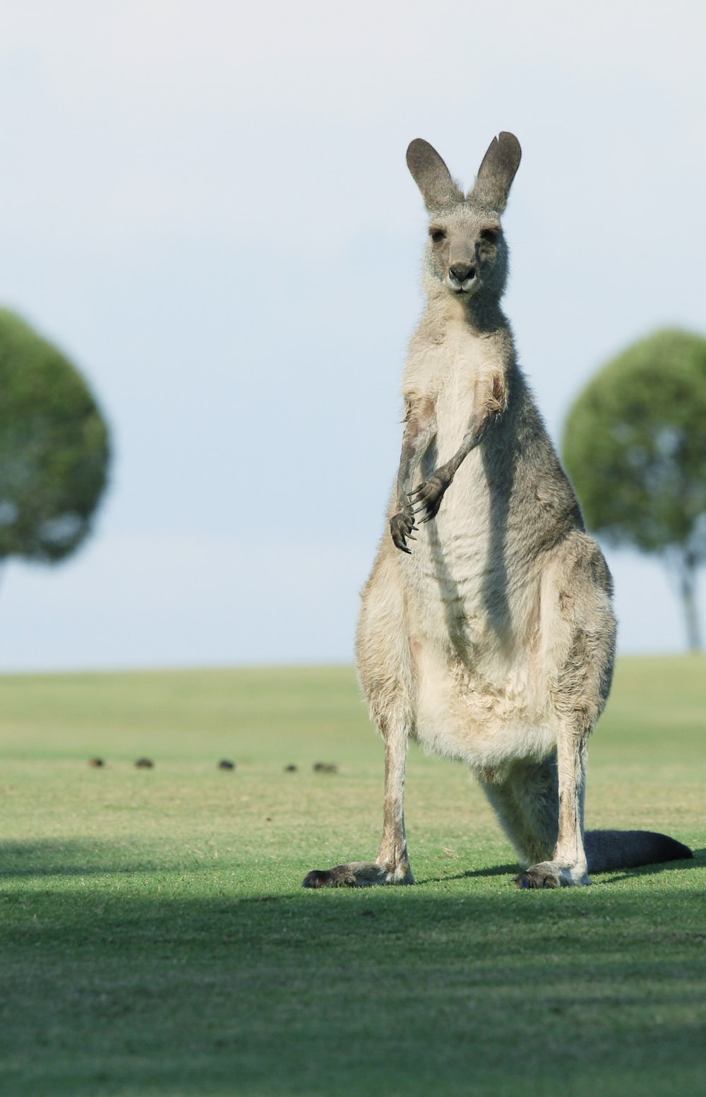 Kangaroo Wallpapers