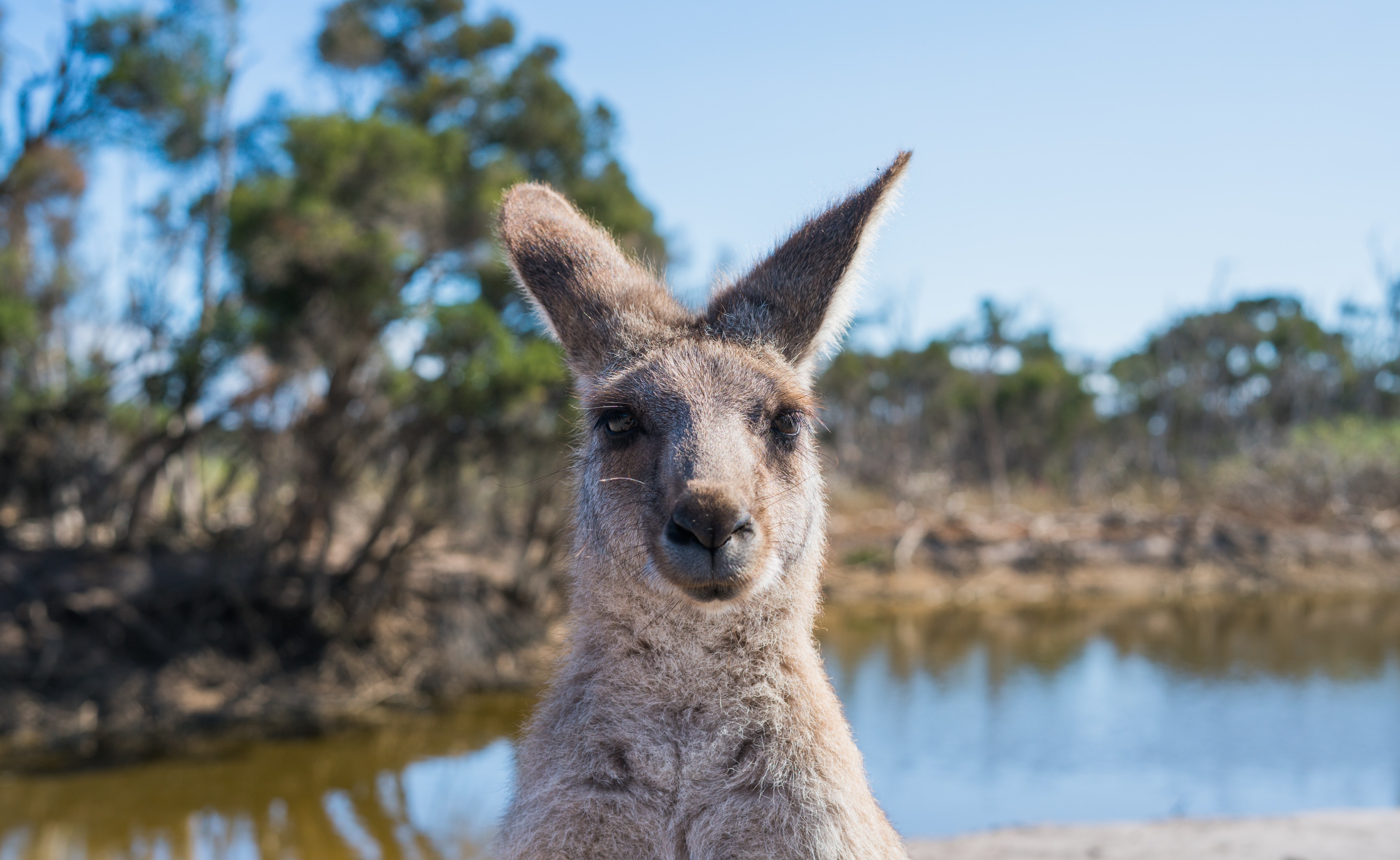 Kangaroo Wallpapers