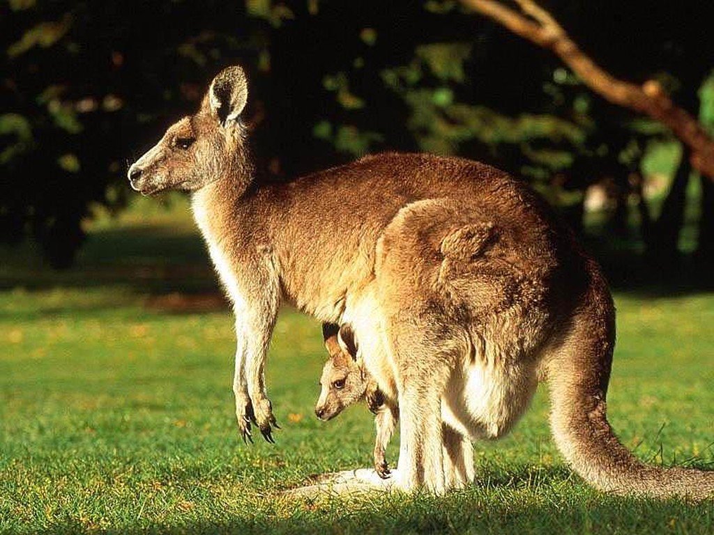 Kangaroo Wallpapers