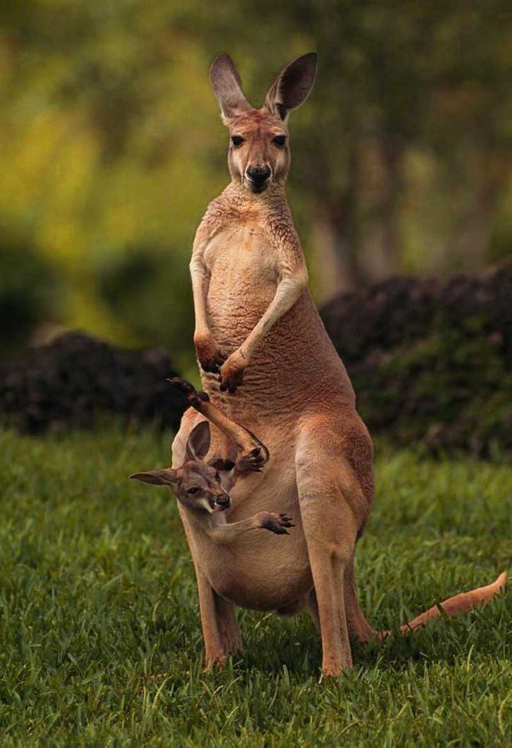 Kangaroo Wallpapers