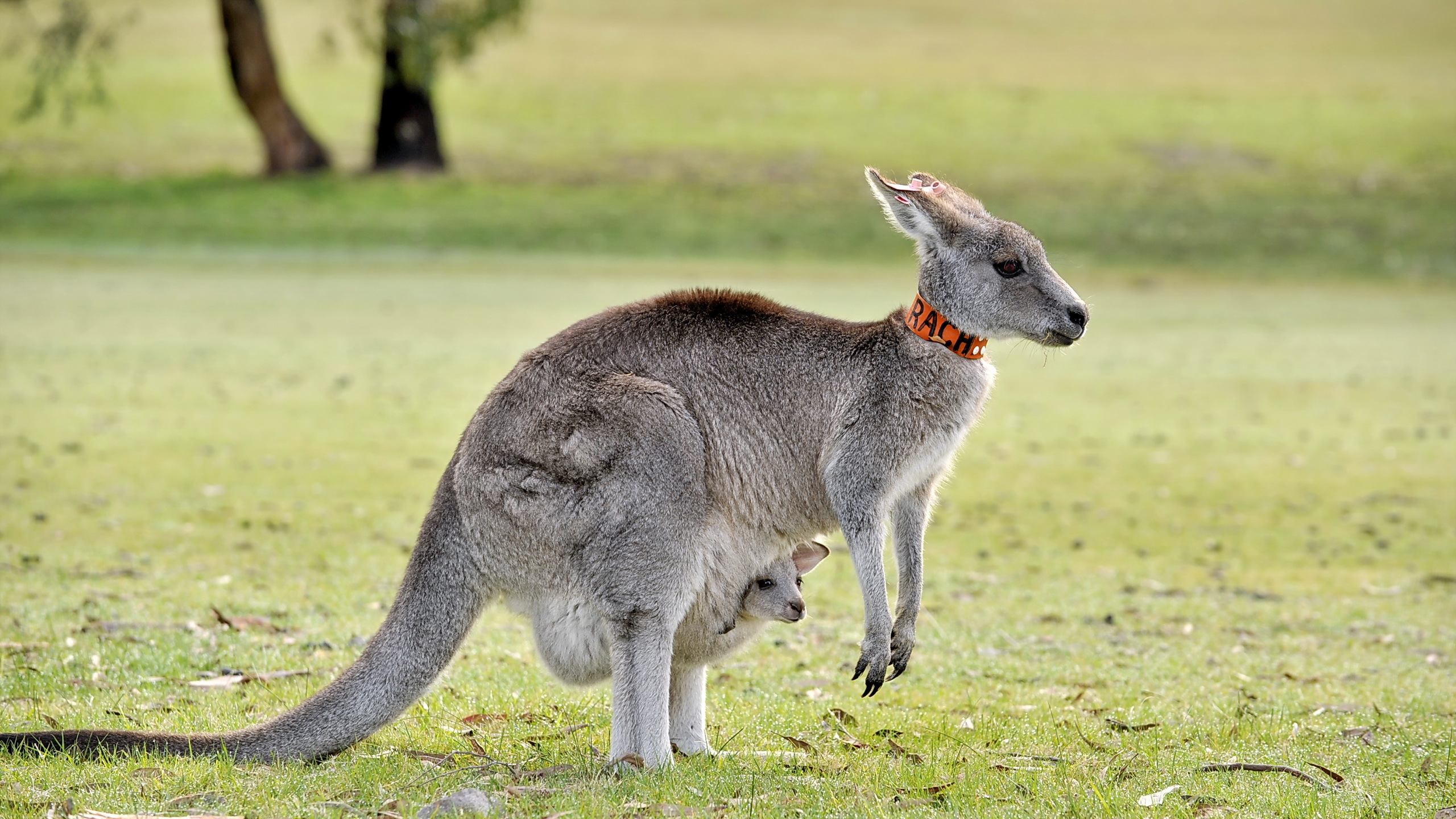 Kangaroo Wallpapers